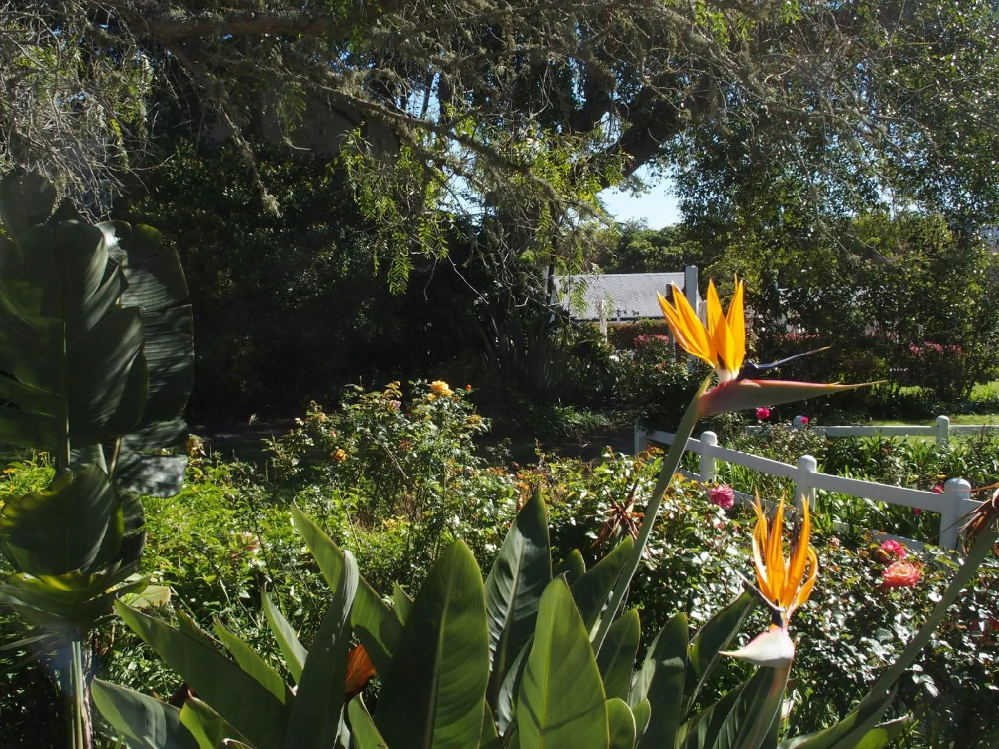 Garden in Belvidere Manor Lagoonside Cottages