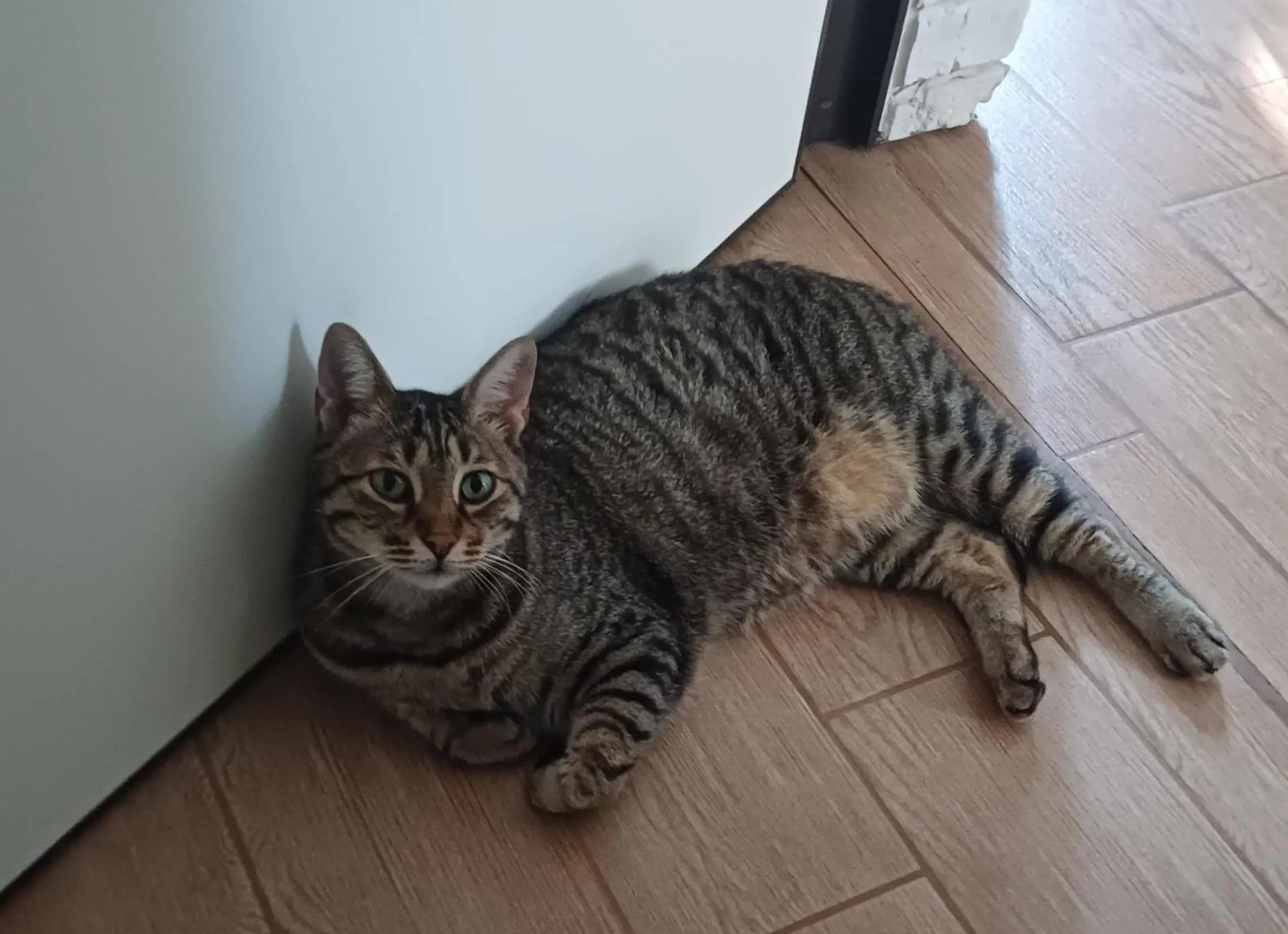 Pets in B&B Al sogno di Laura