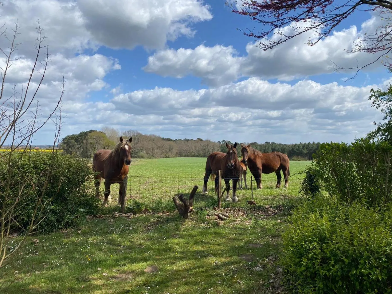Garden view in Domaine Hias