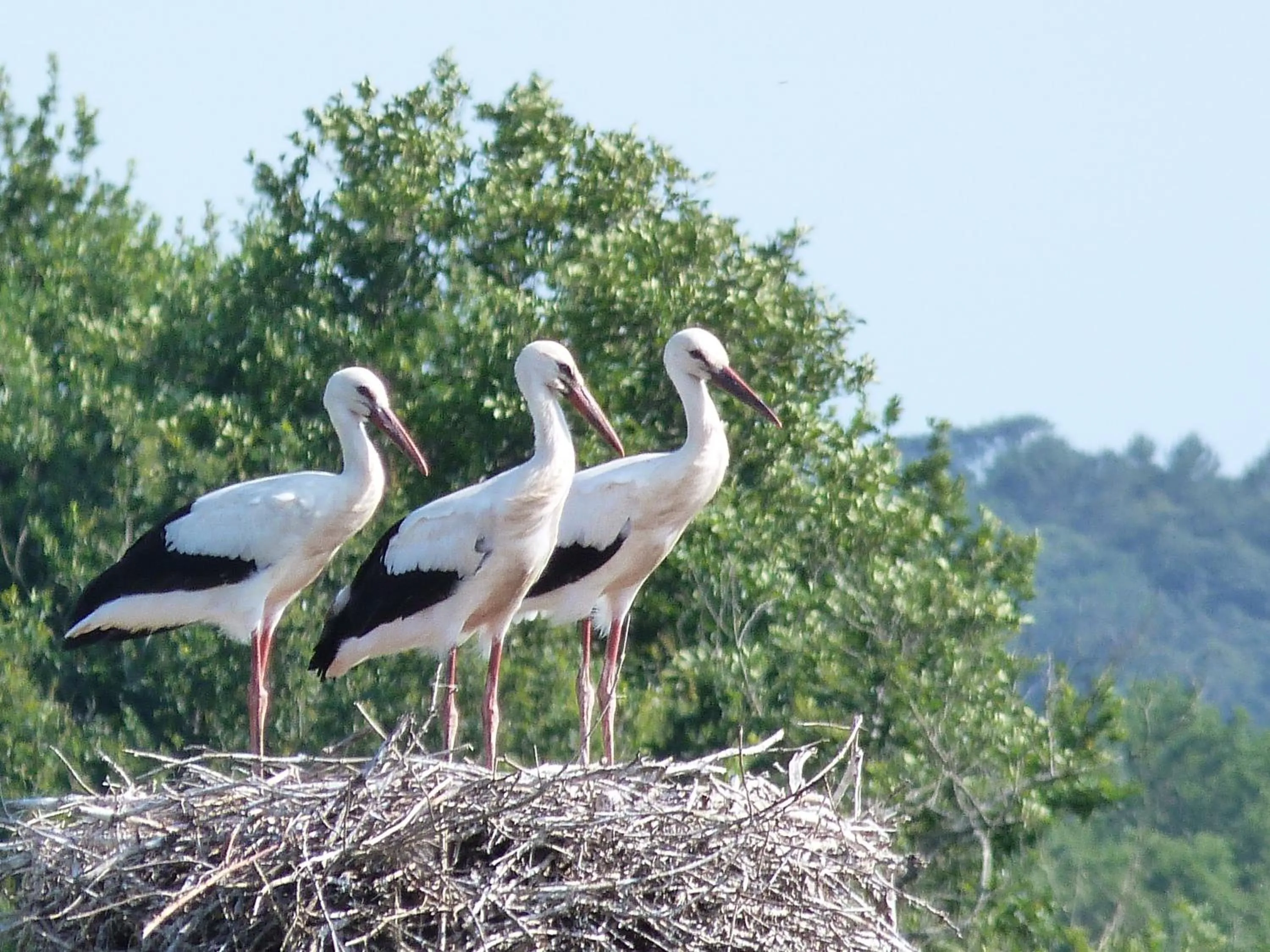 Spring in Domaine Hias