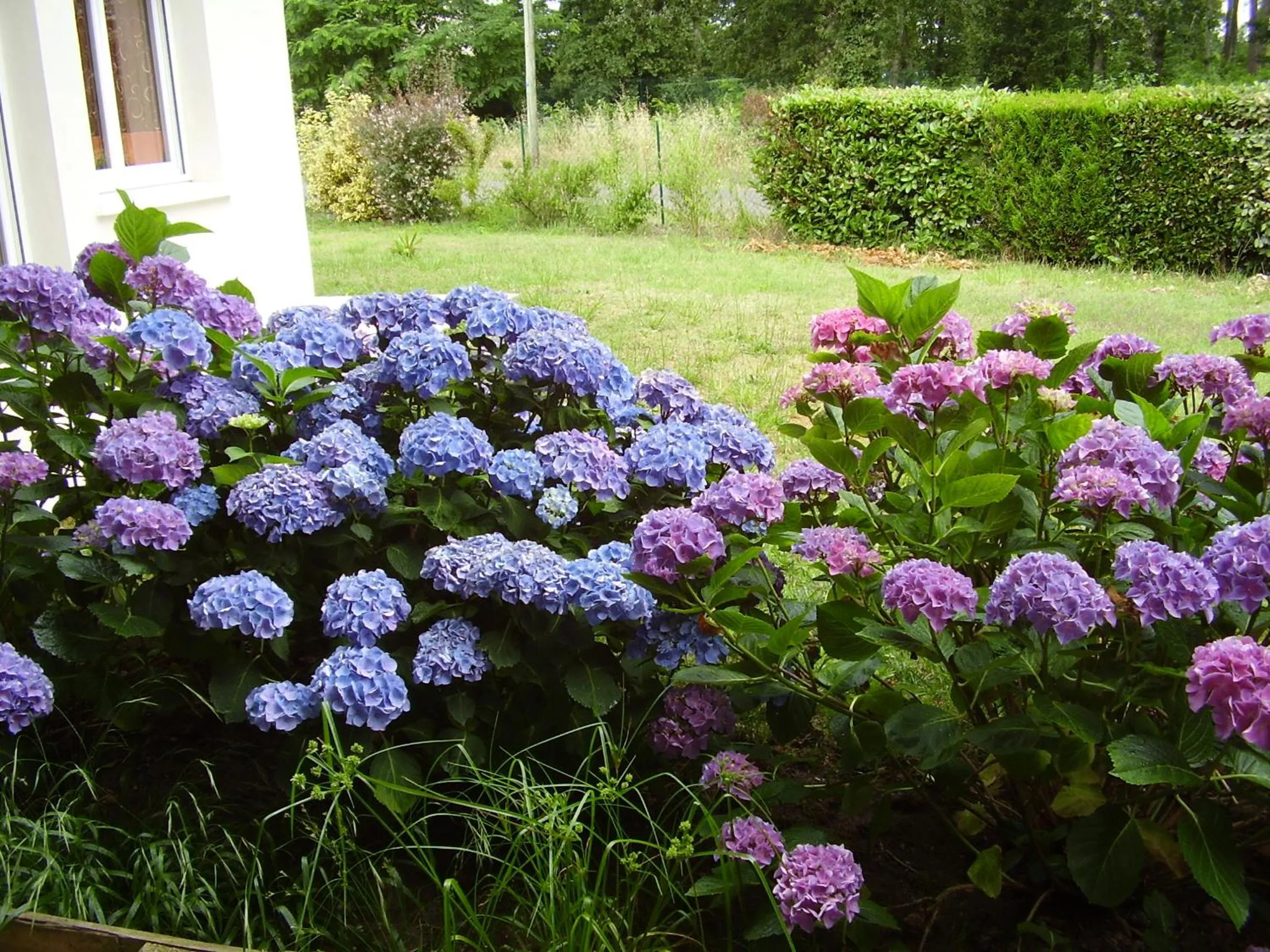 Summer in Domaine Hias