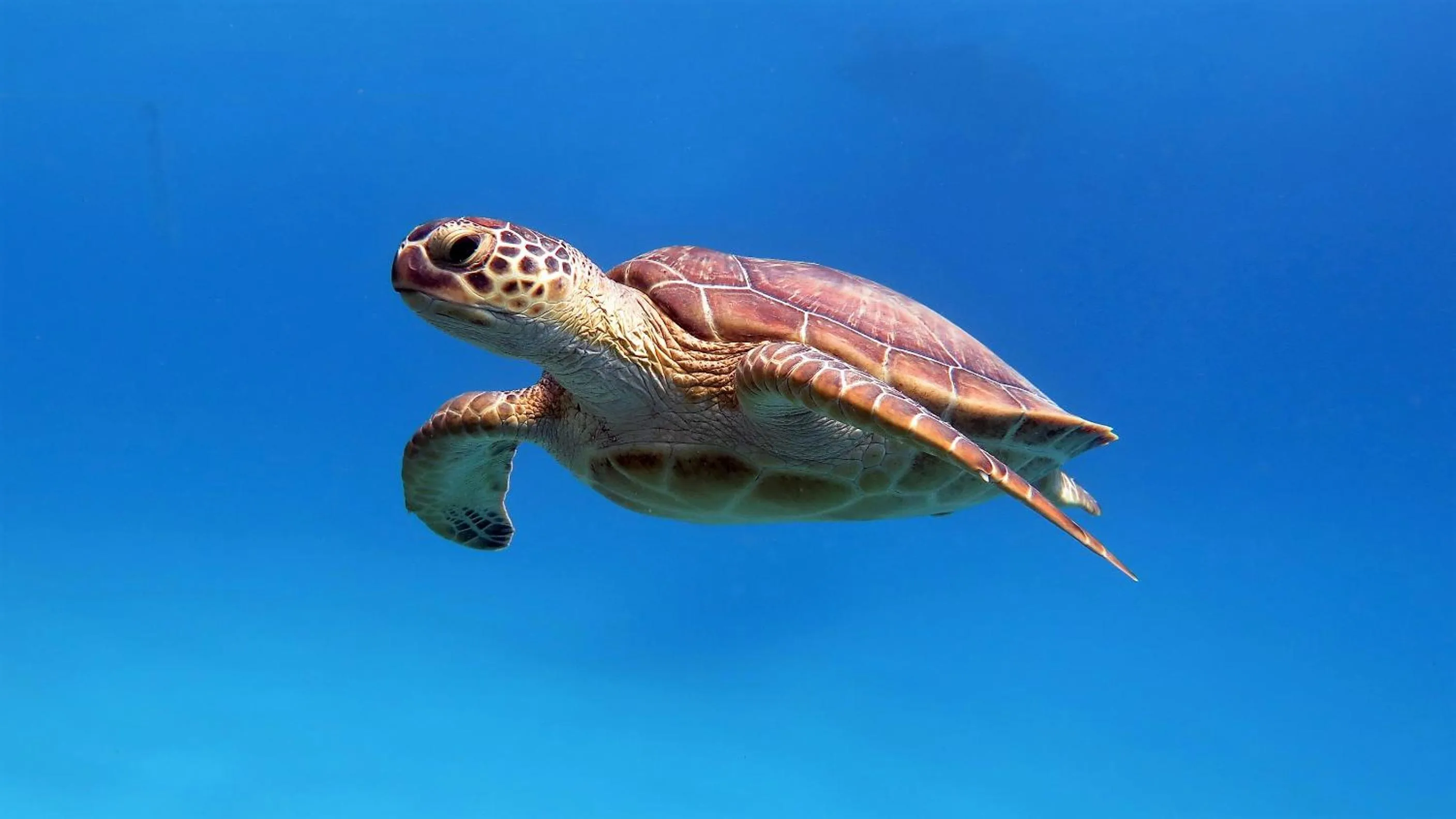 Activities in Marsa Shagra Village