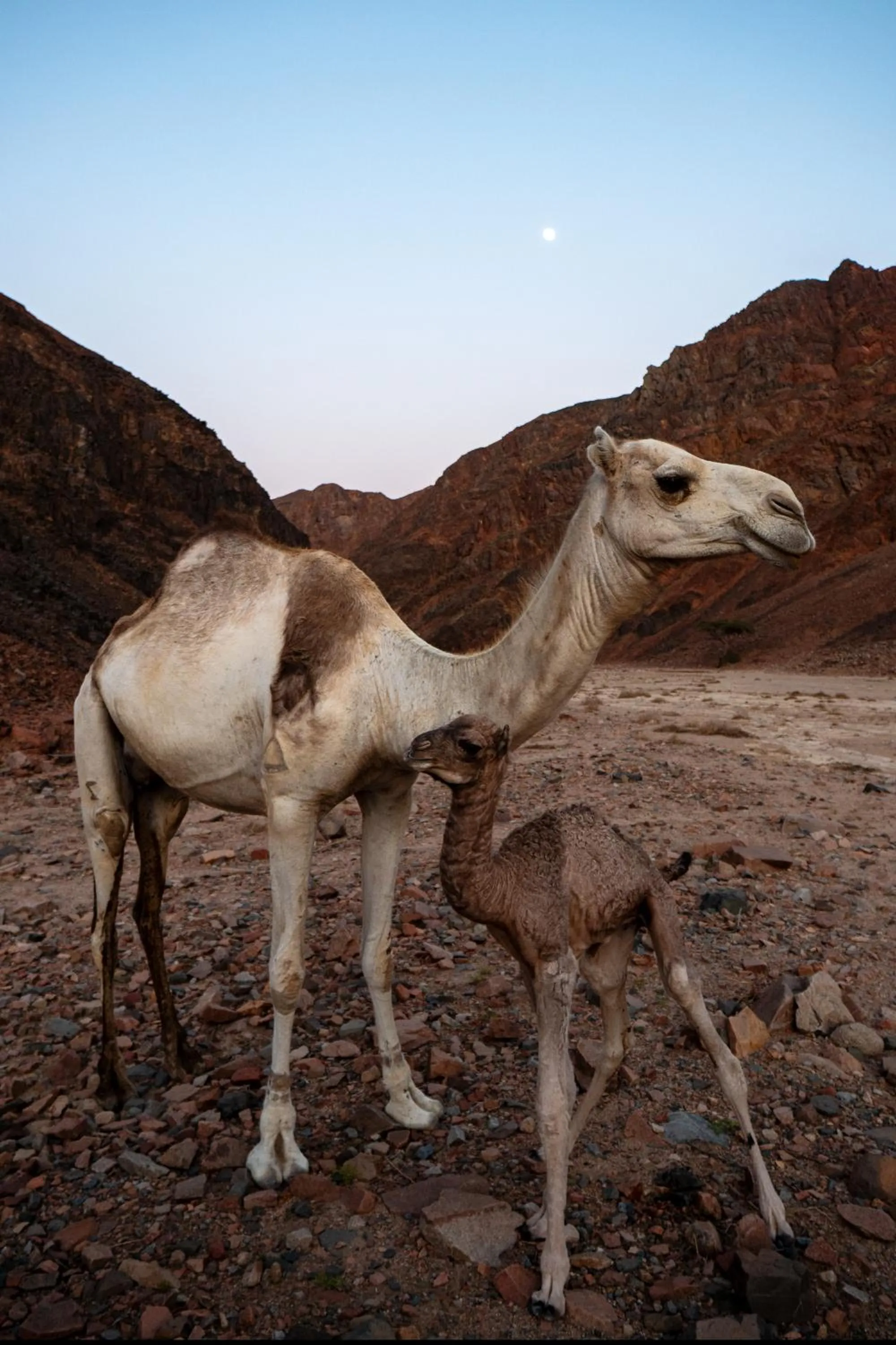 Activities in Marsa Shagra Village