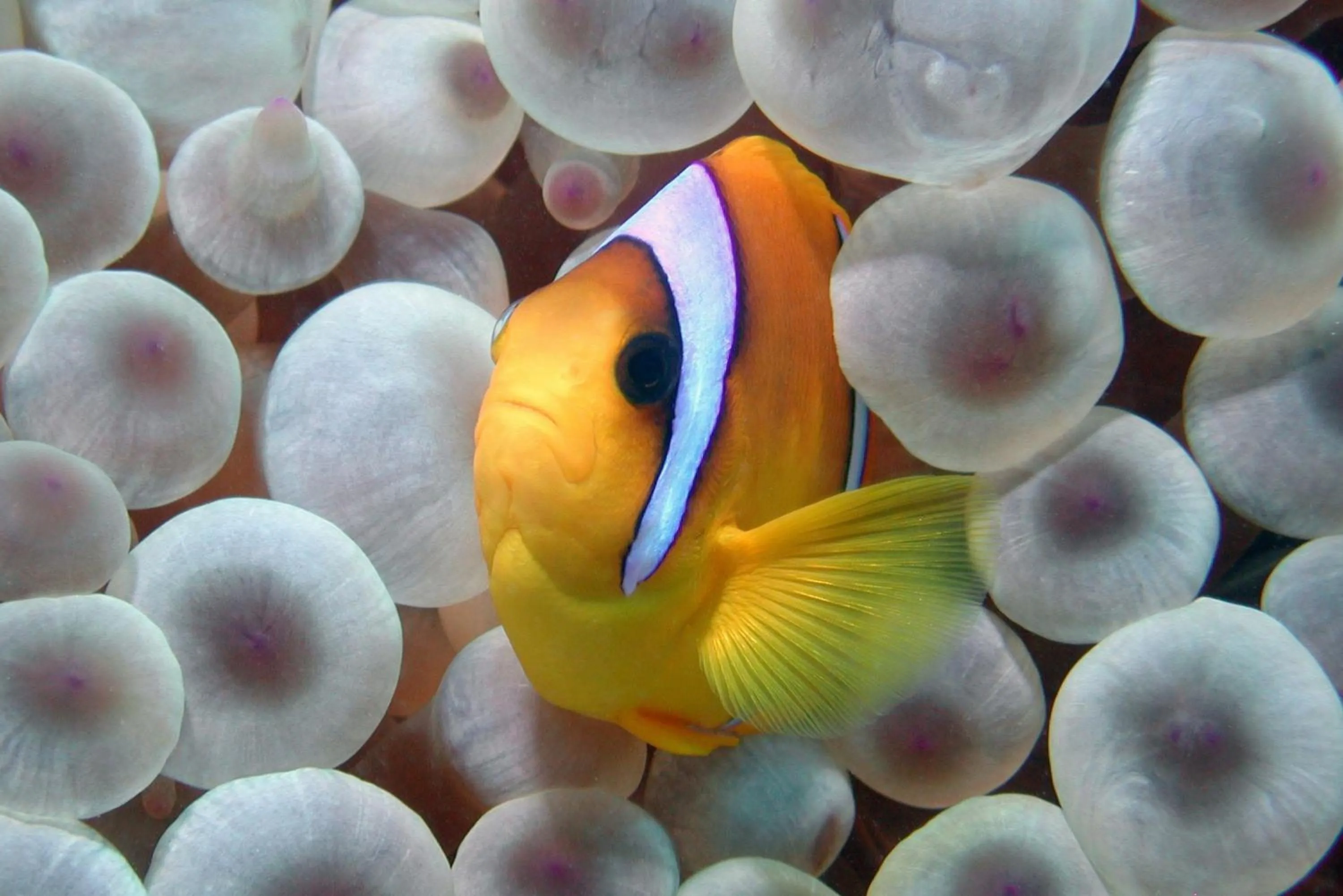 Snorkeling in Marsa Shagra Village