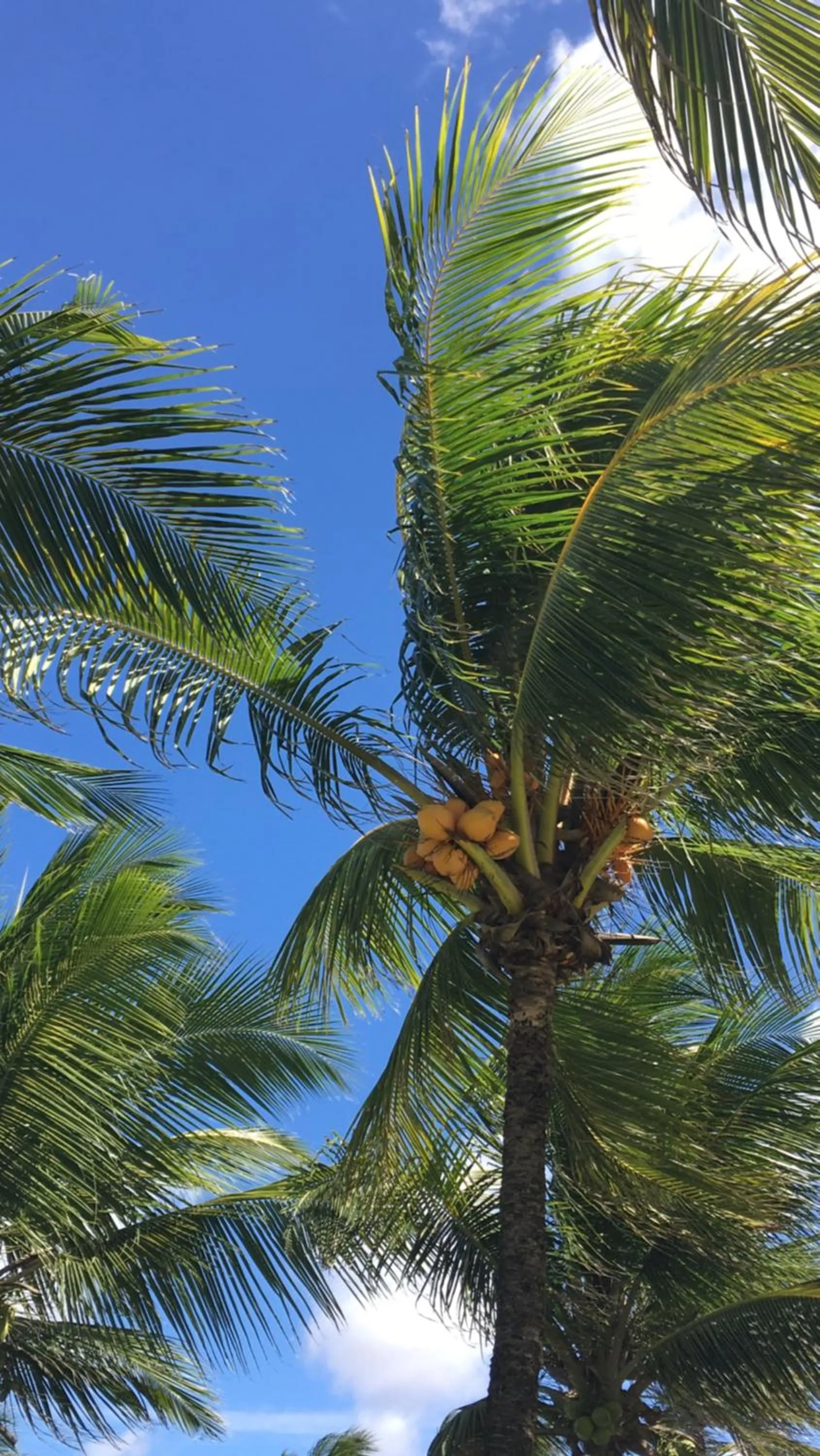 Garden view in NUMAR Hotel