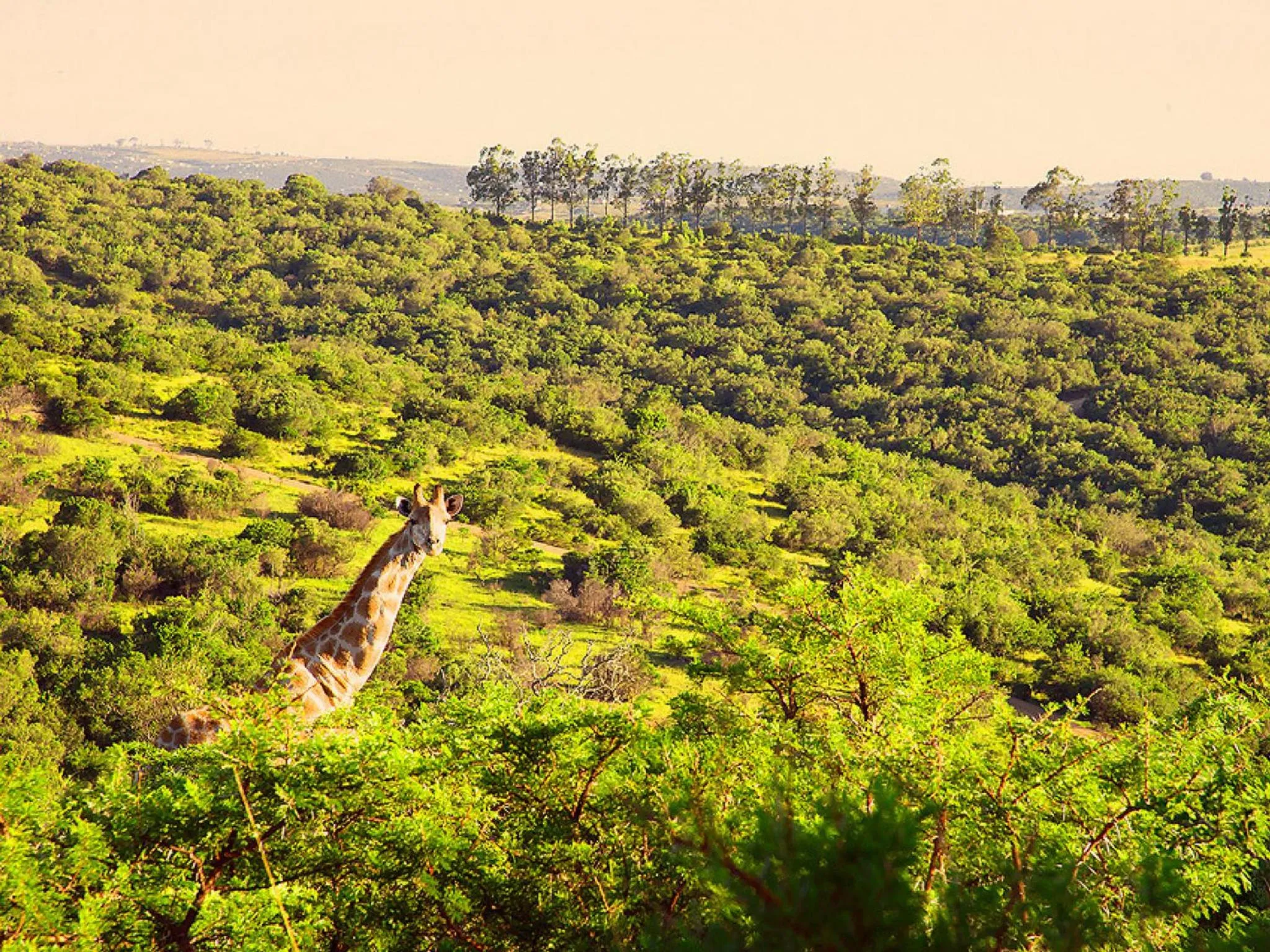 Animals in Premier Resort Mpongo Private Game Reserve