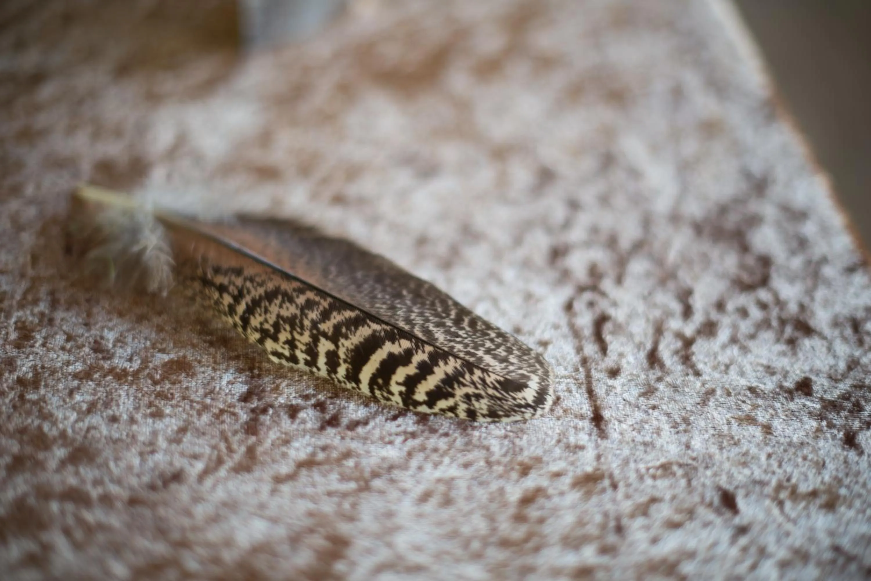 Other in Premier Resort Mpongo Private Game Reserve