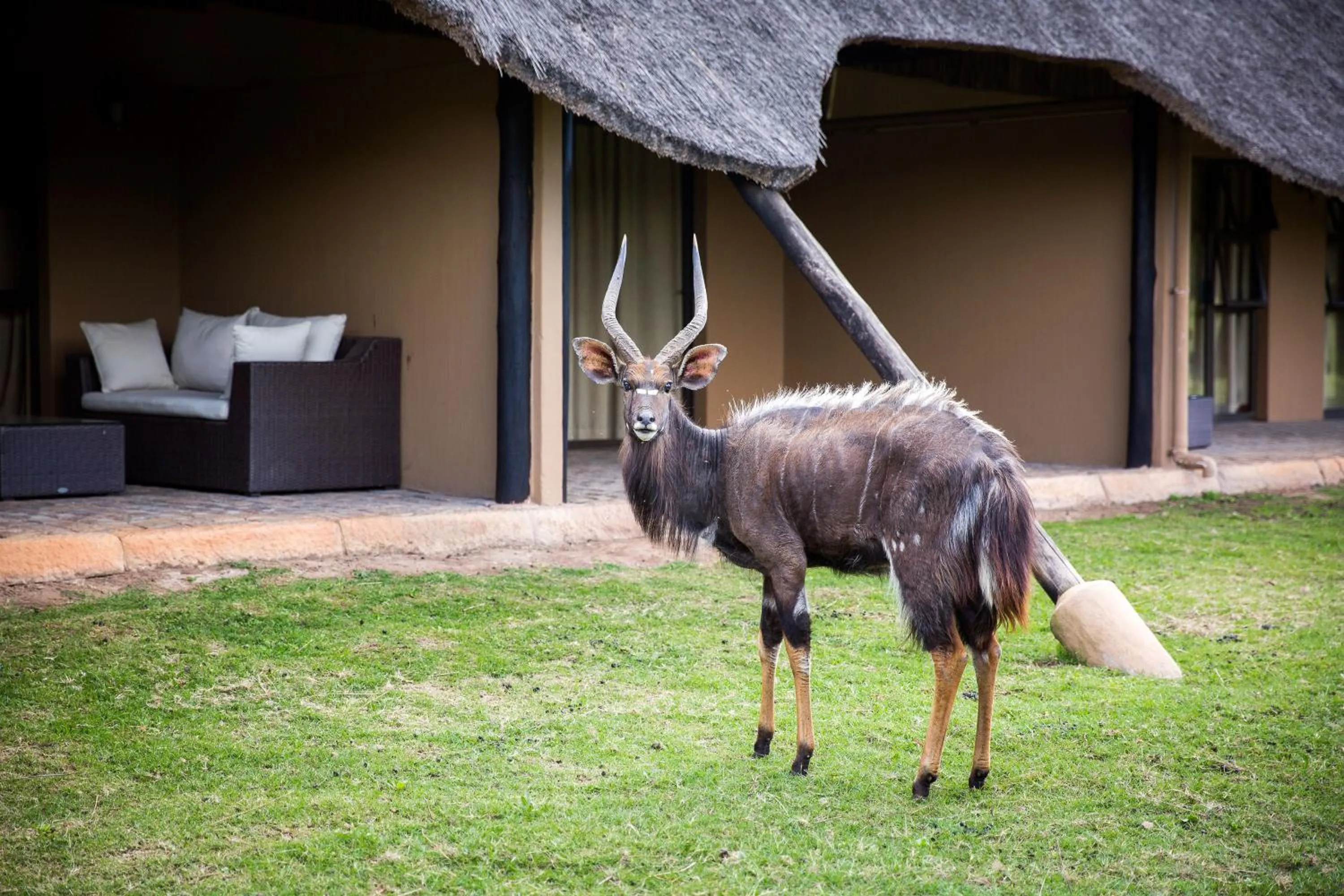 Animals in Premier Resort Mpongo Private Game Reserve