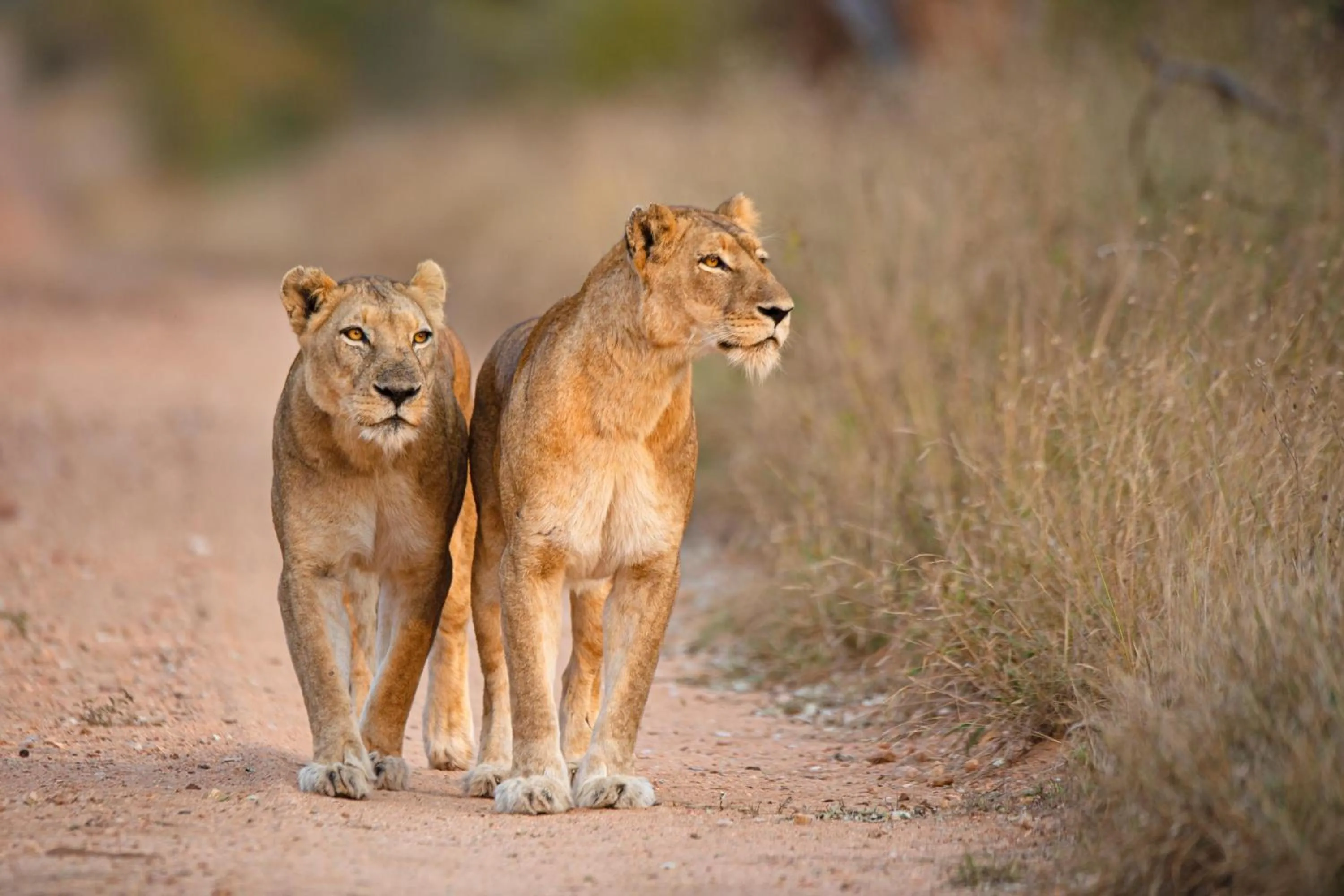Activities in Kapama River Lodge