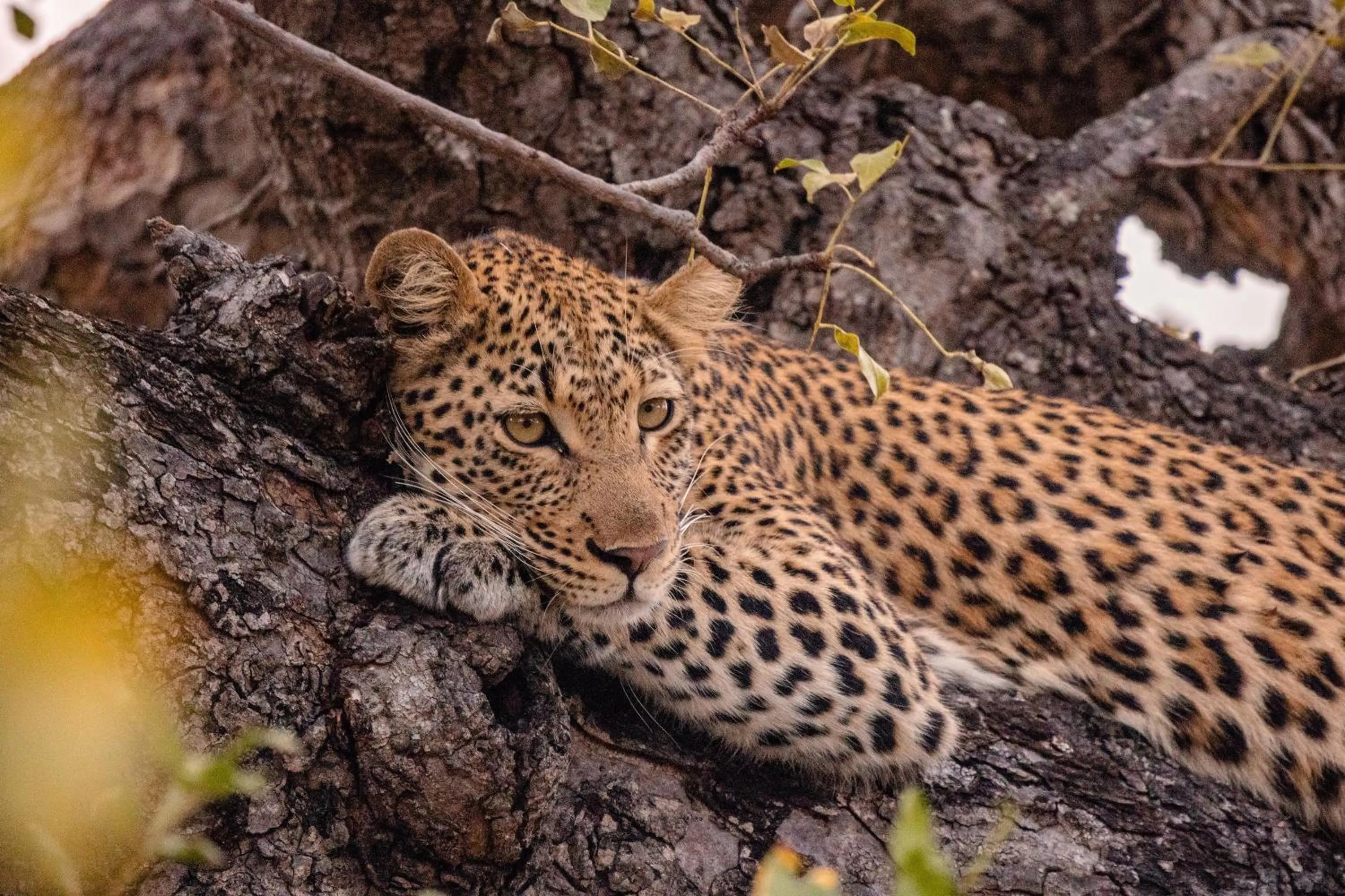 Activities in Kapama River Lodge