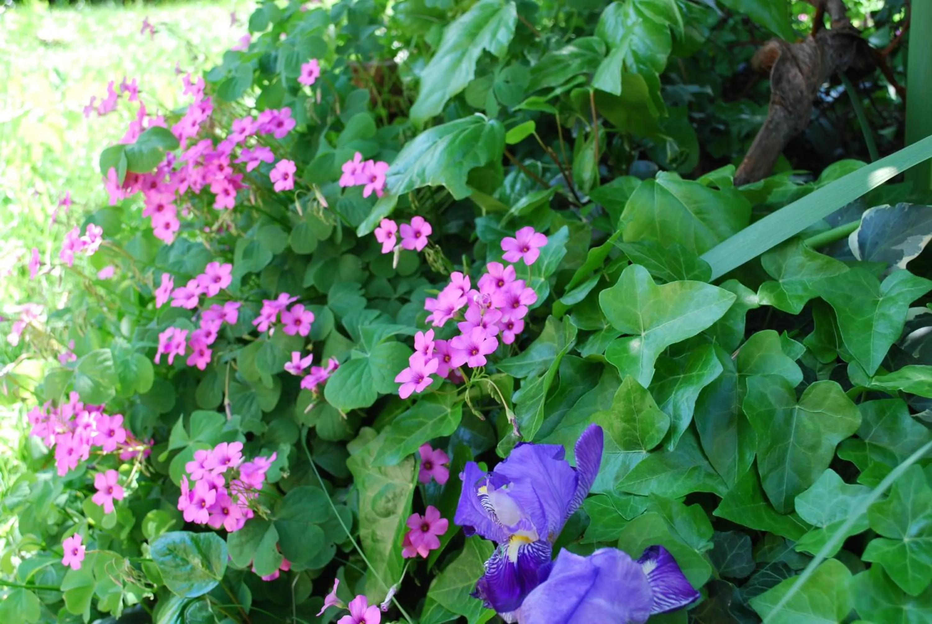Garden in Hotel Europa