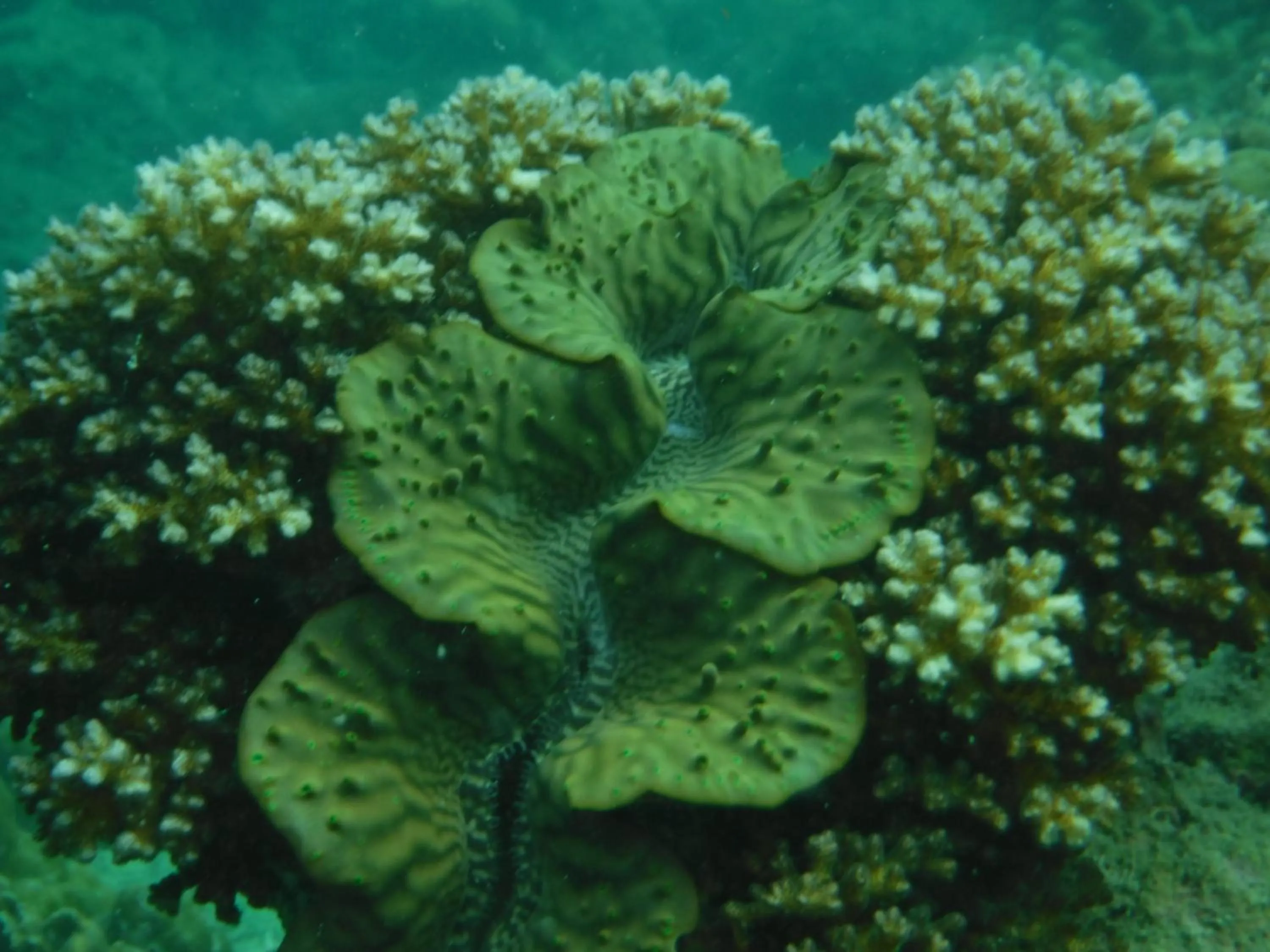 Koh Mook Garden Beach Resort