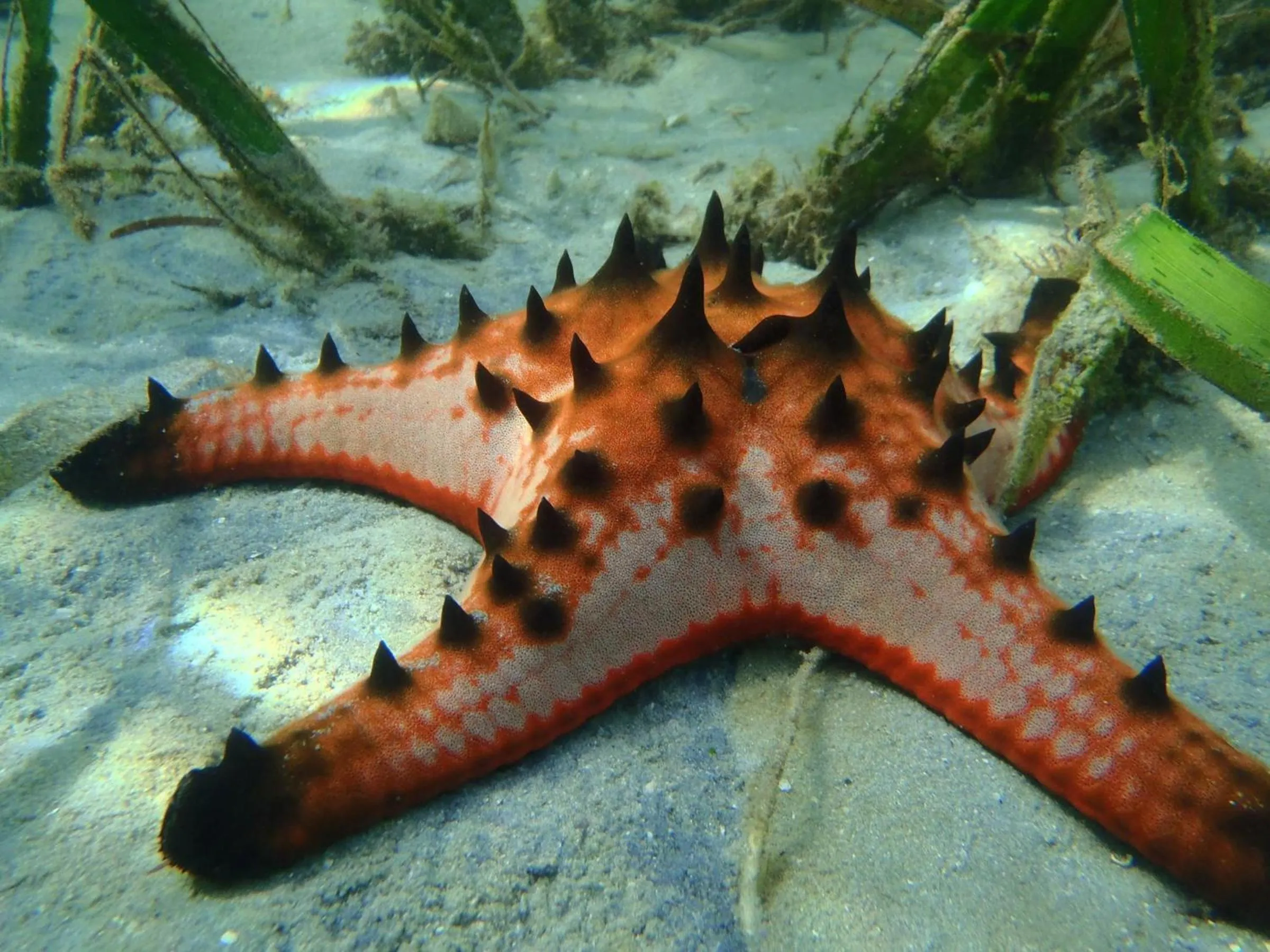 Sea view in Koh Mook Garden Beach Resort