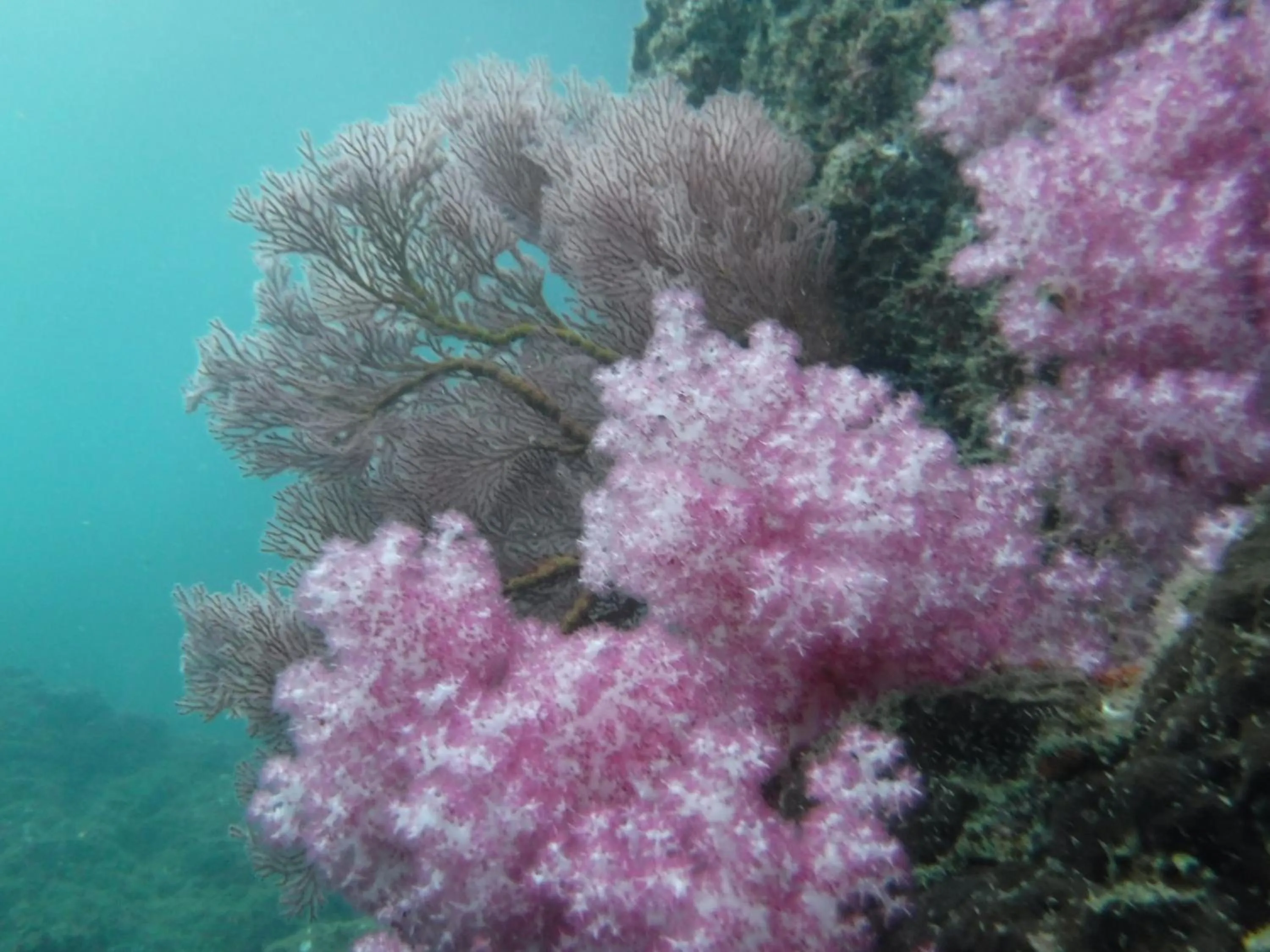 Koh Mook Garden Beach Resort