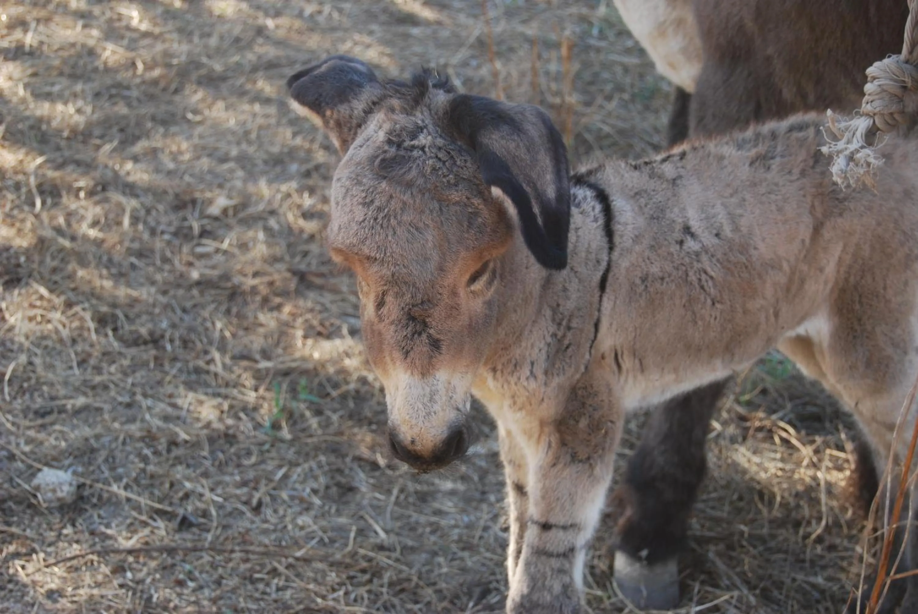 Animals in Tapada da Rabela - Reserva Natural