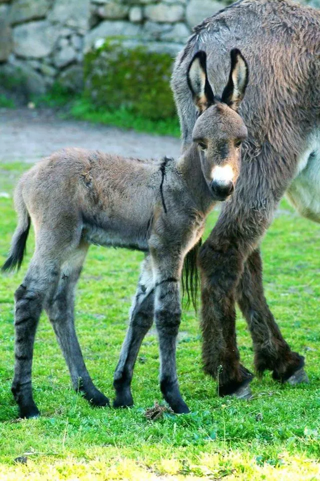 Pets in Tapada da Rabela - Reserva Natural