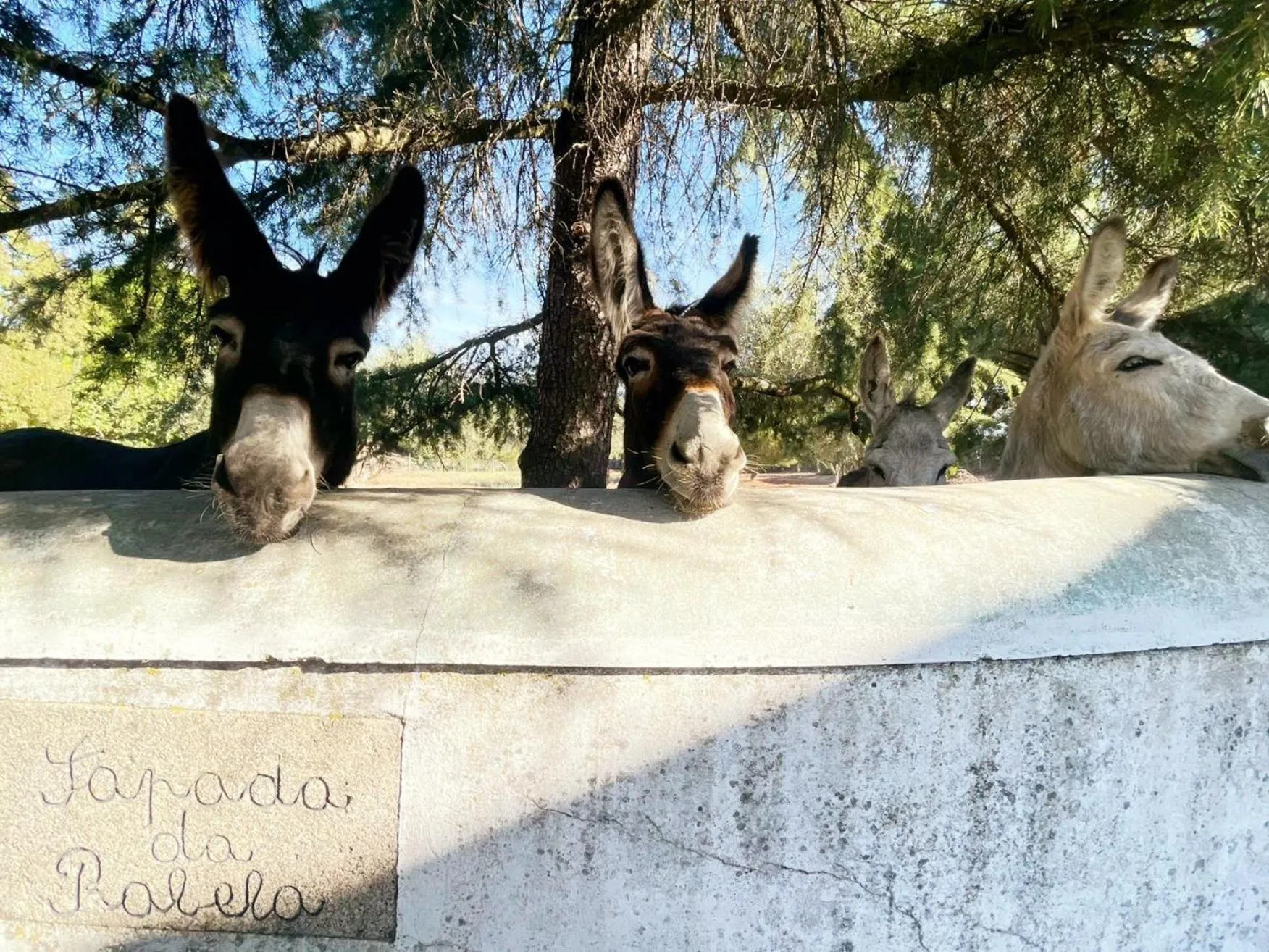 Animals in Tapada da Rabela - Reserva Natural