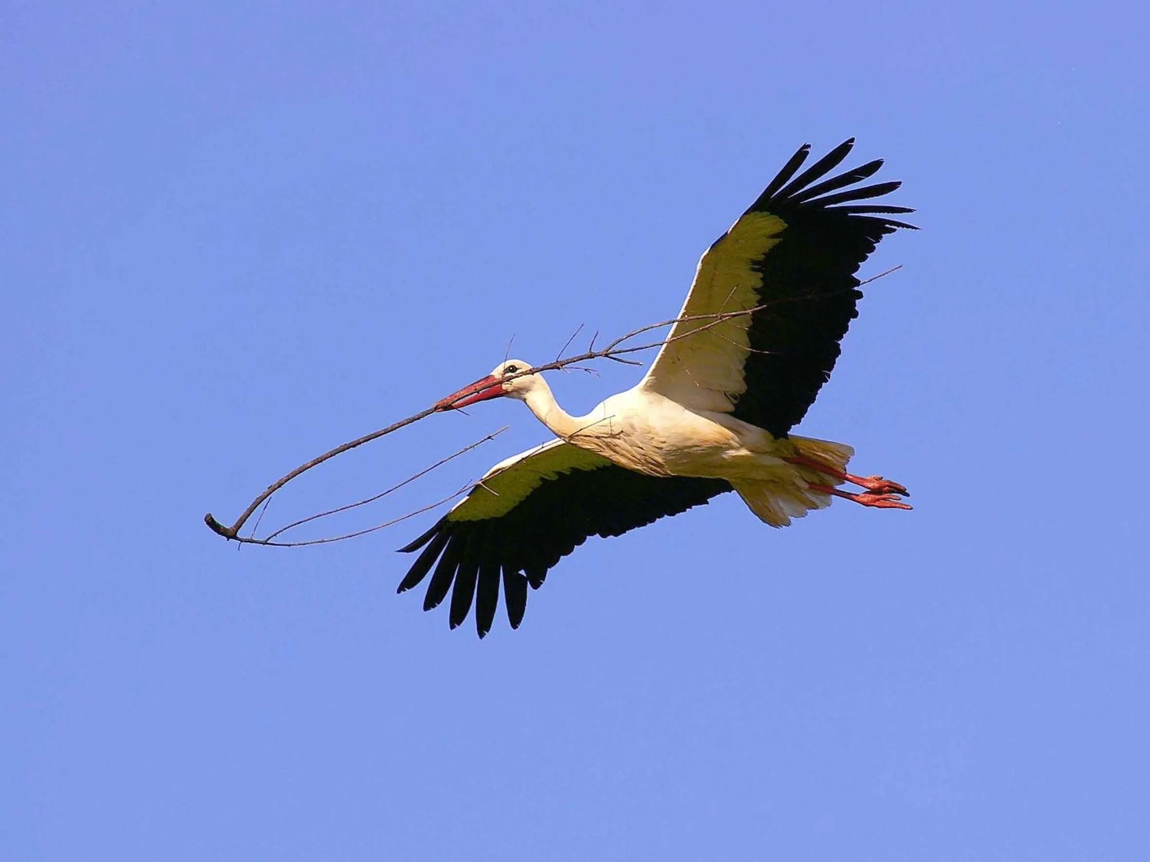 Animals in Tapada da Rabela - Reserva Natural