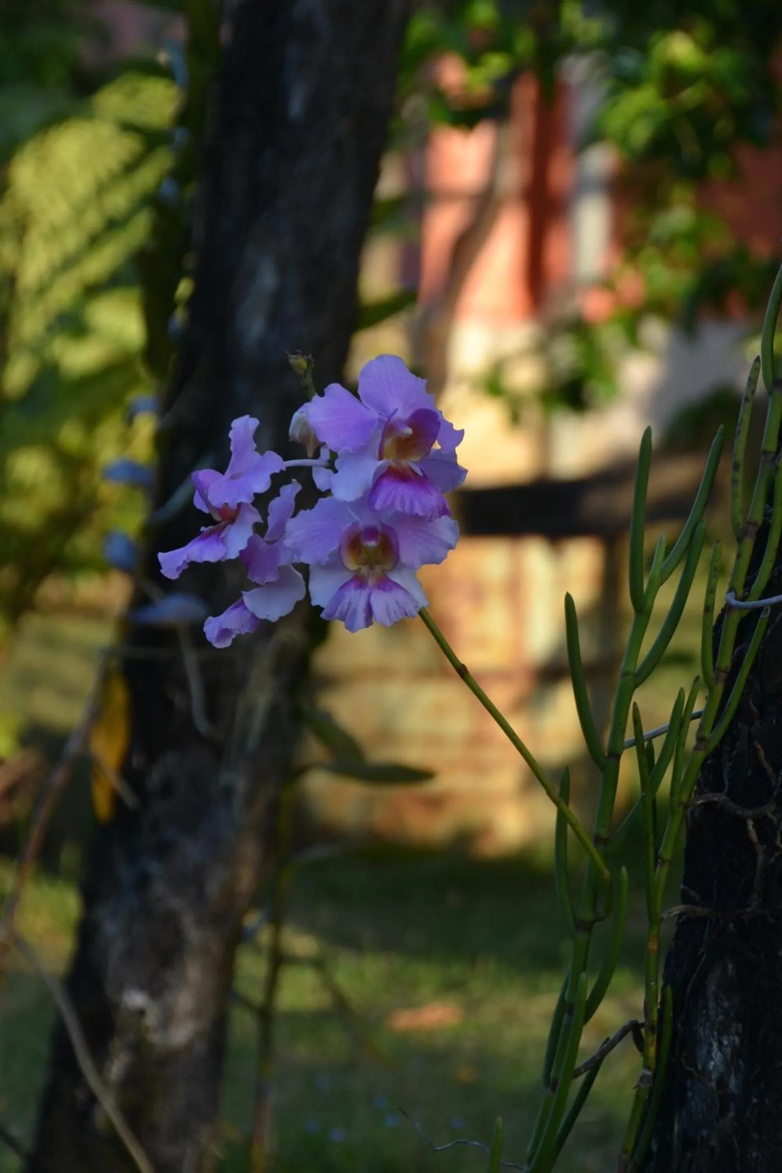 Garden in Hotel Nautile