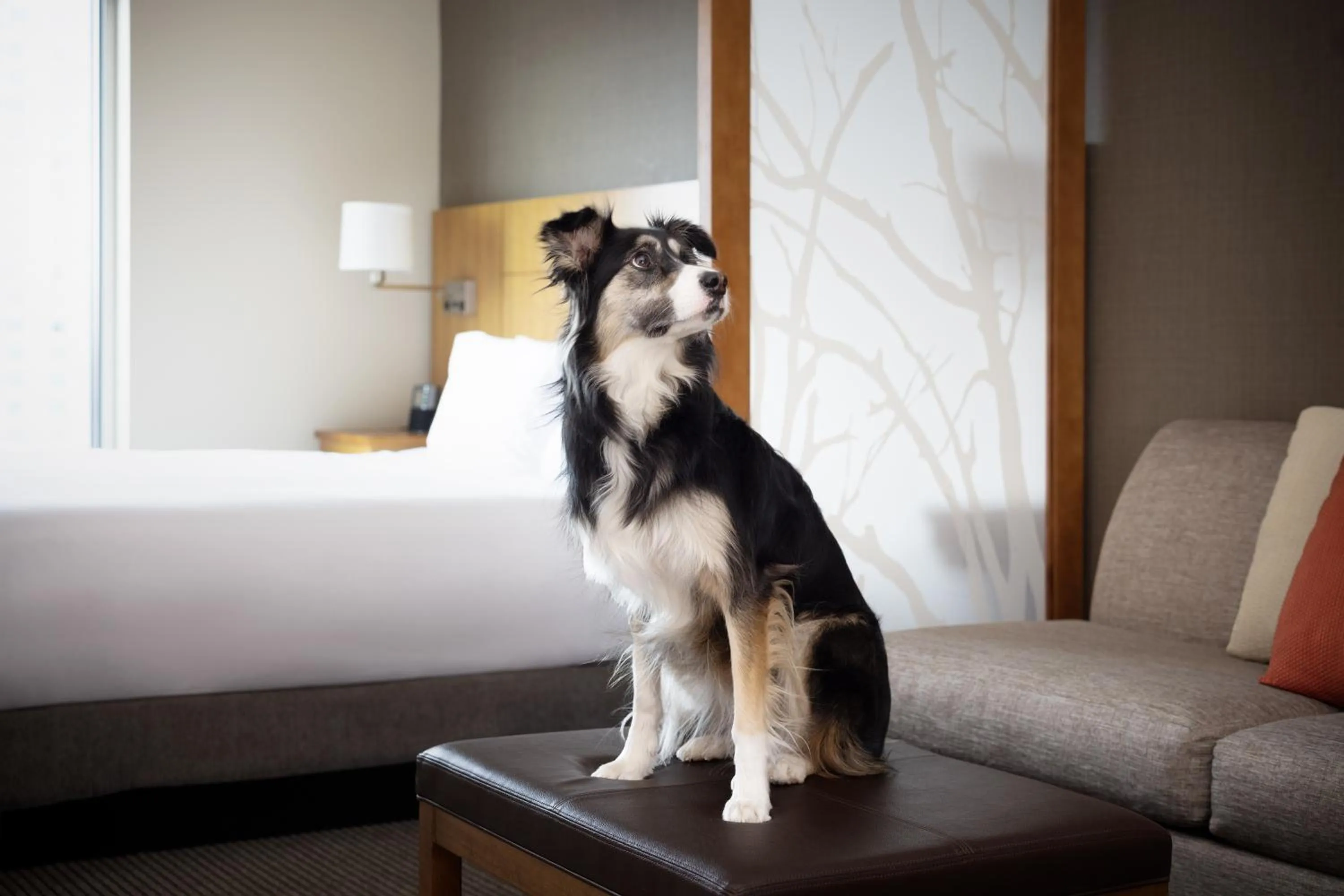 Pets in Hyatt Place Denver Downtown