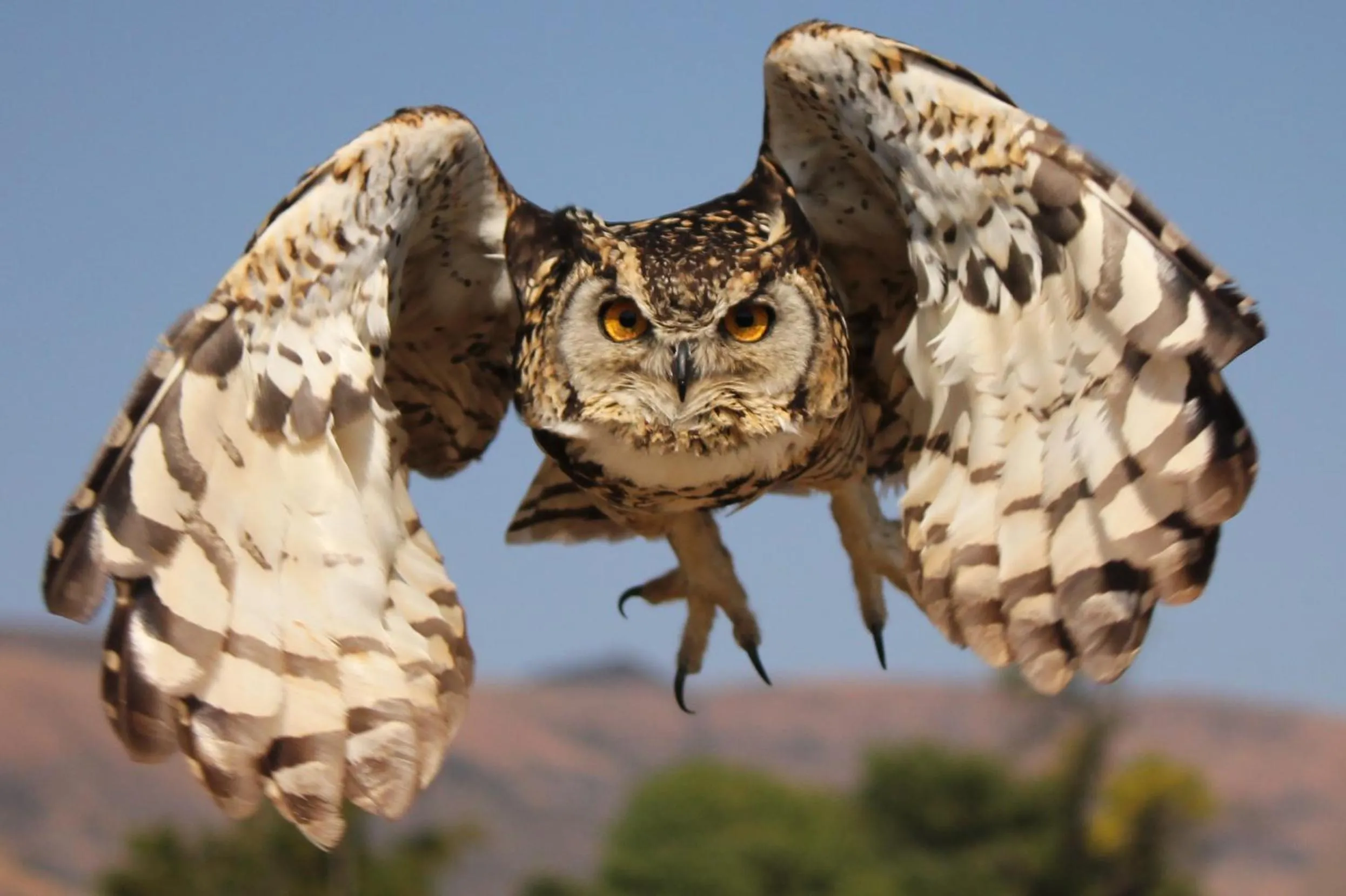 Animals in River Crossing