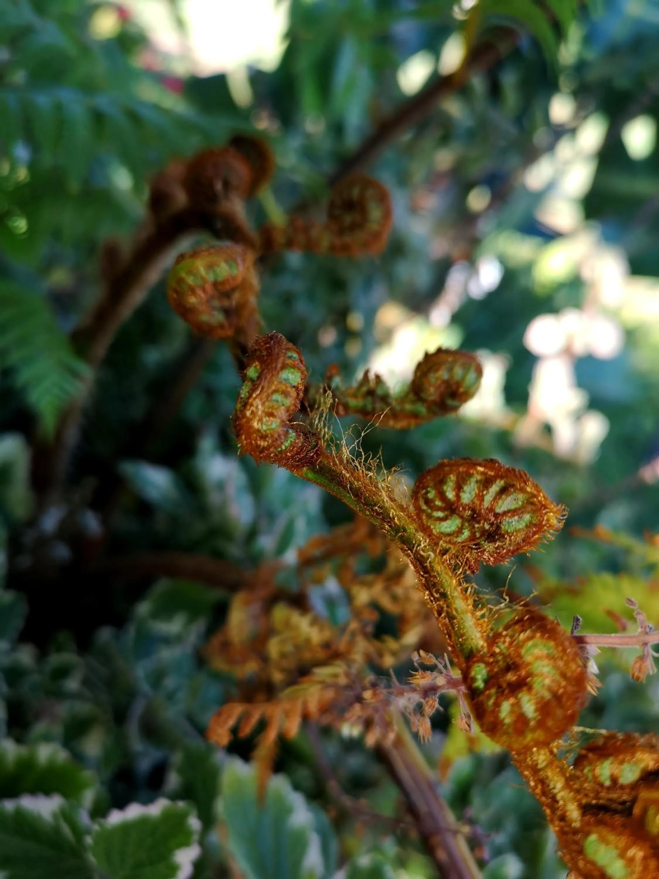 Garden in Val d'Or Estate