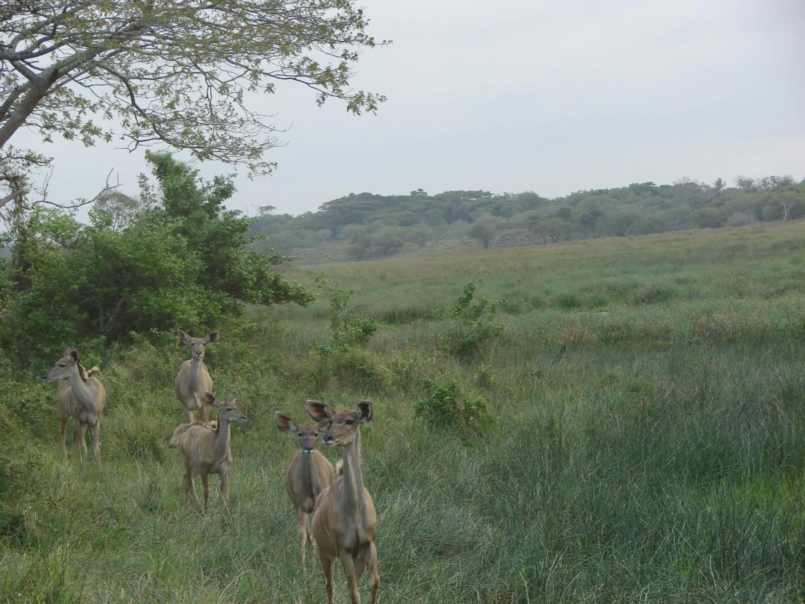 Animals in Umlilo Guest House