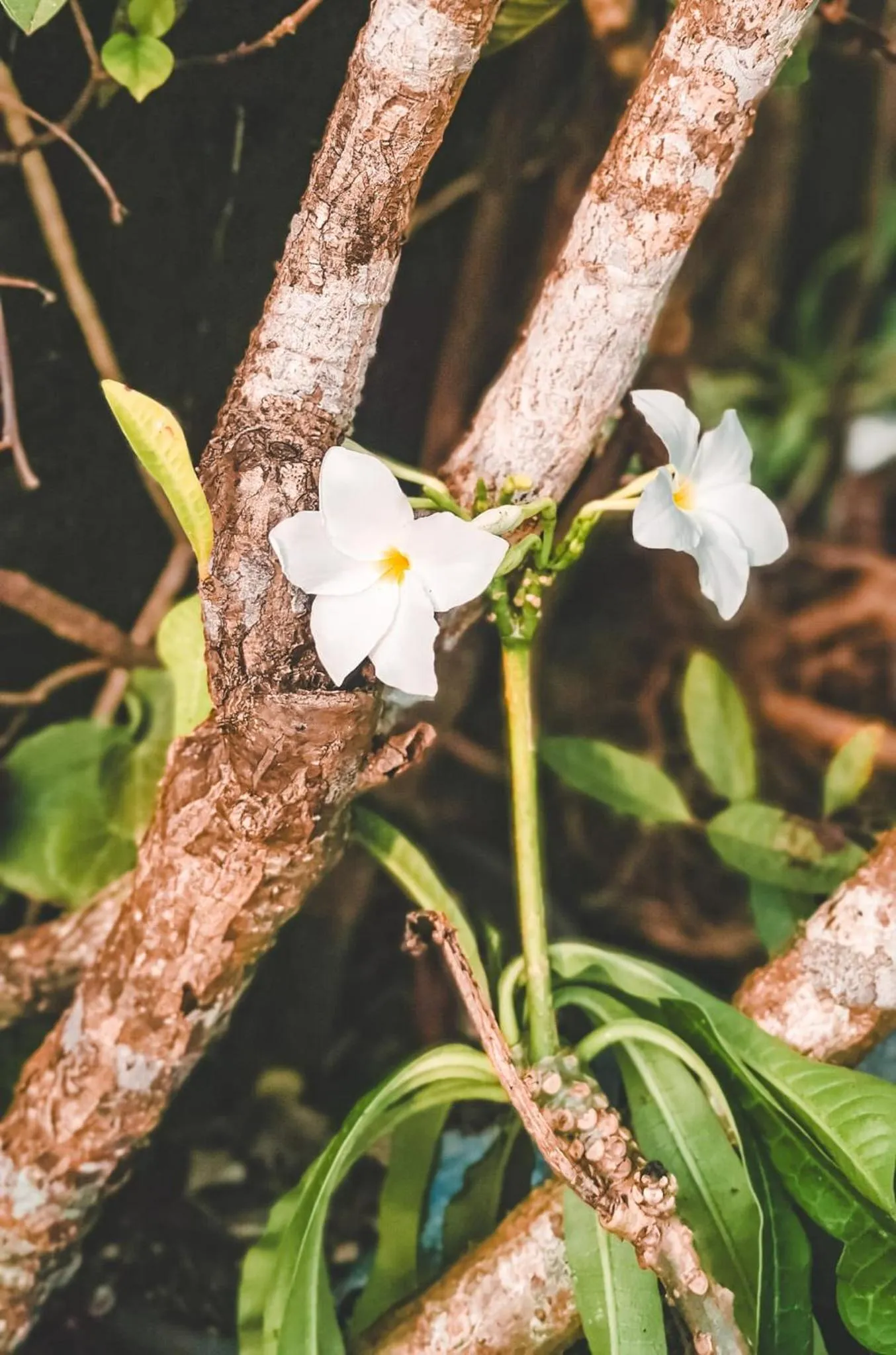 Weligama Bay Eco Villa