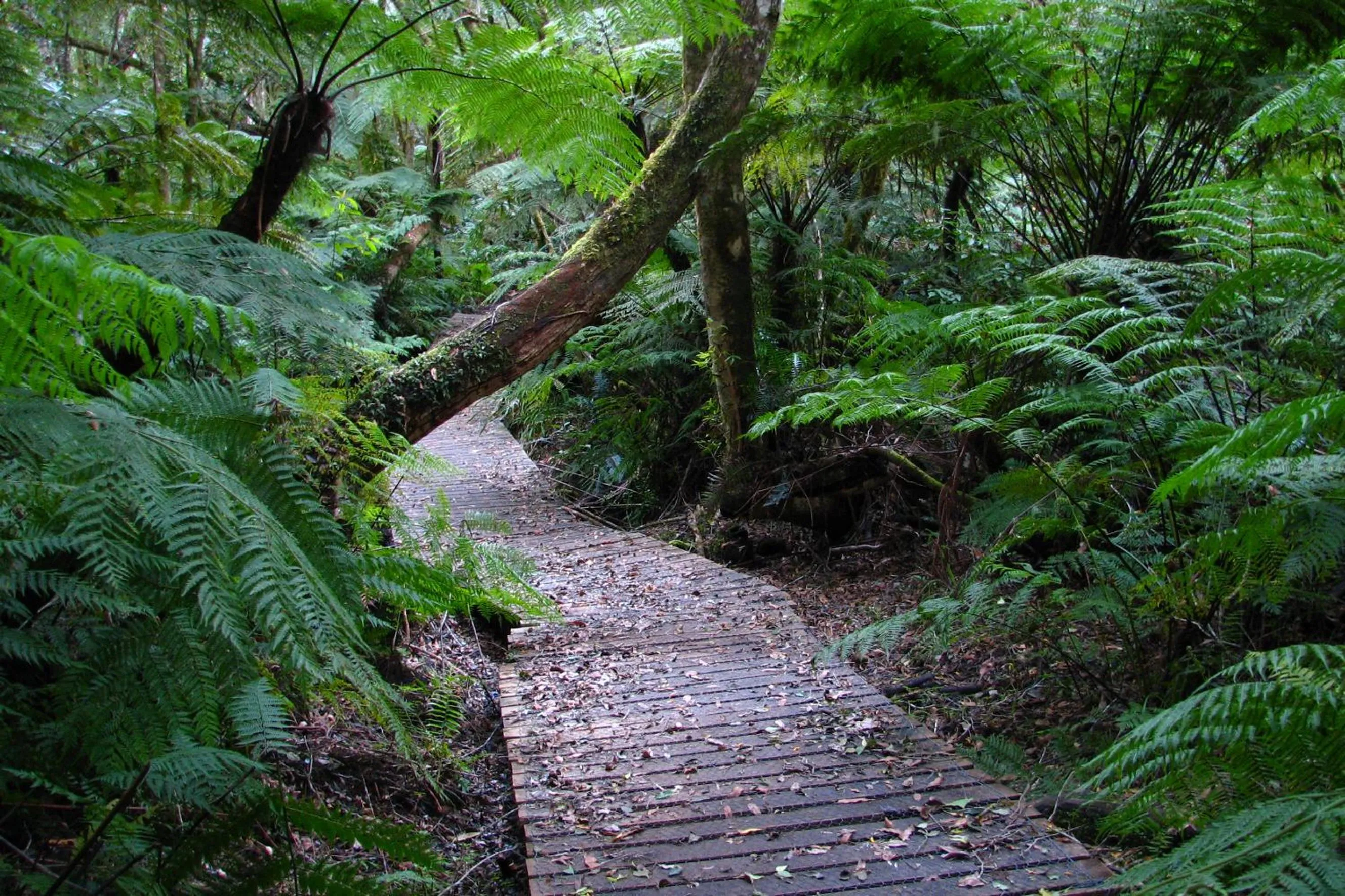 View (from property/room) in Forest Edge