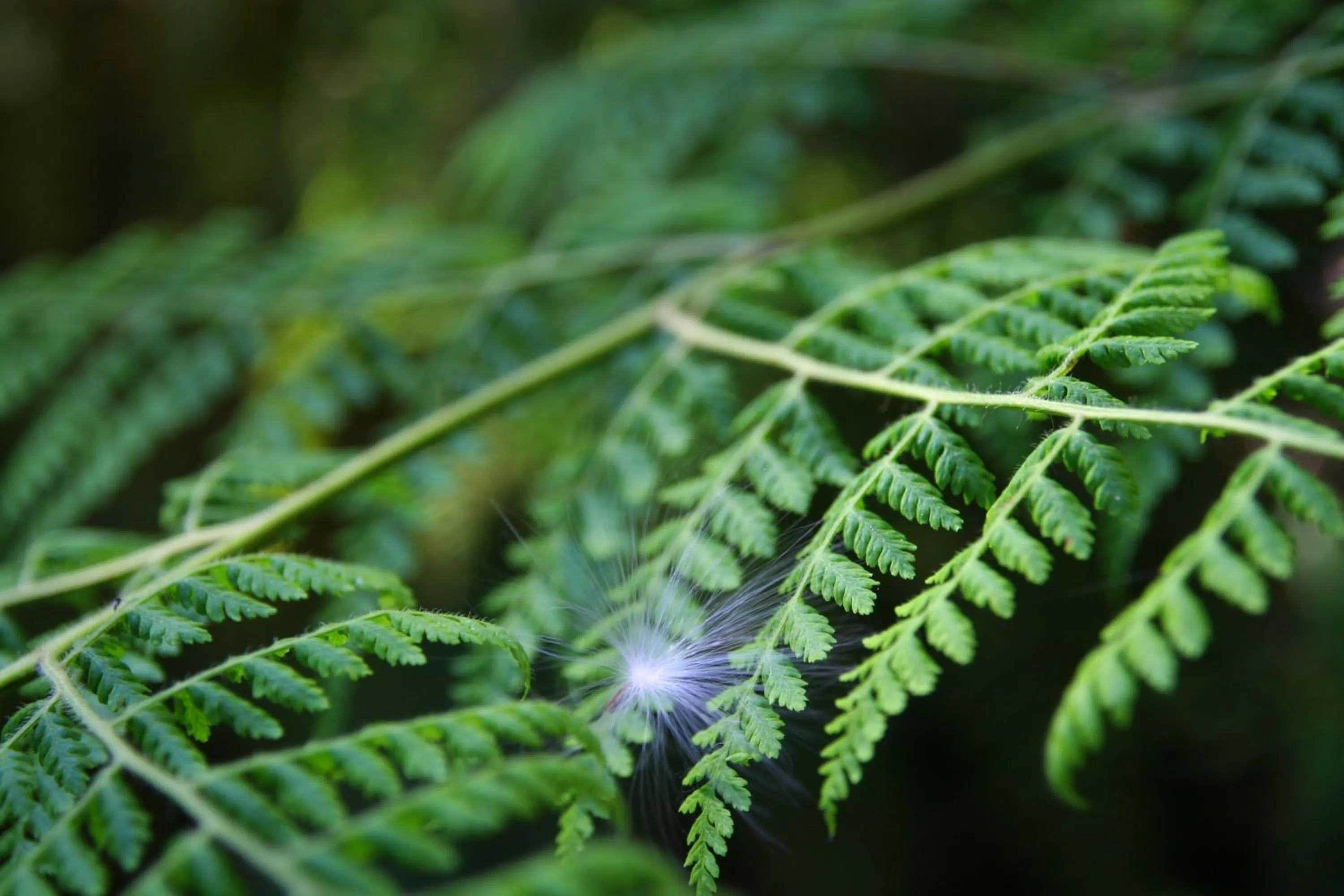 Natural landscape in Forest Edge