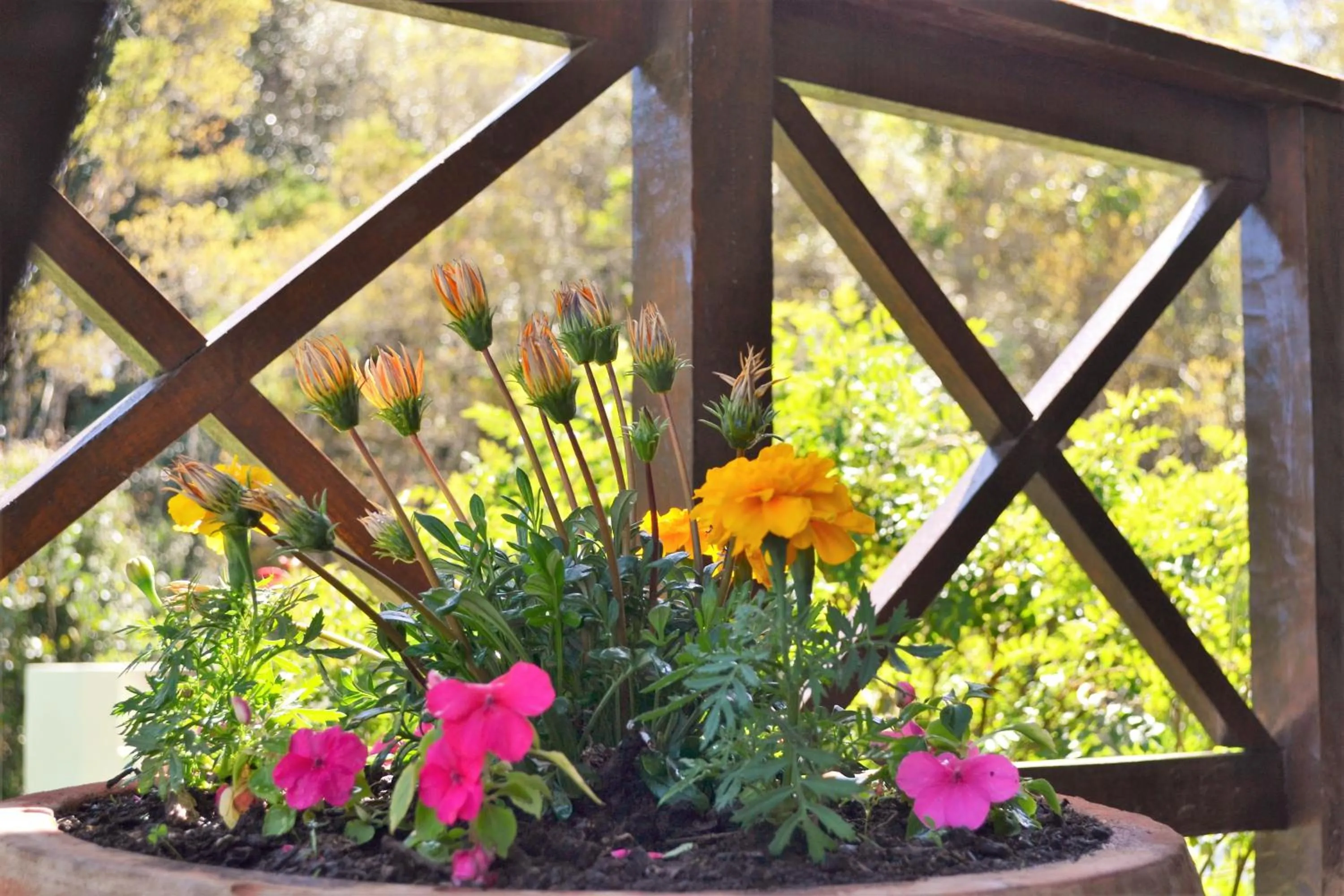 Patio in Forest Edge