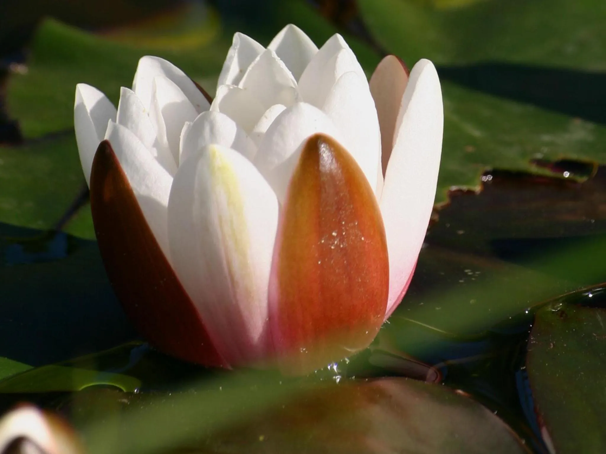 Garden in Forest Edge