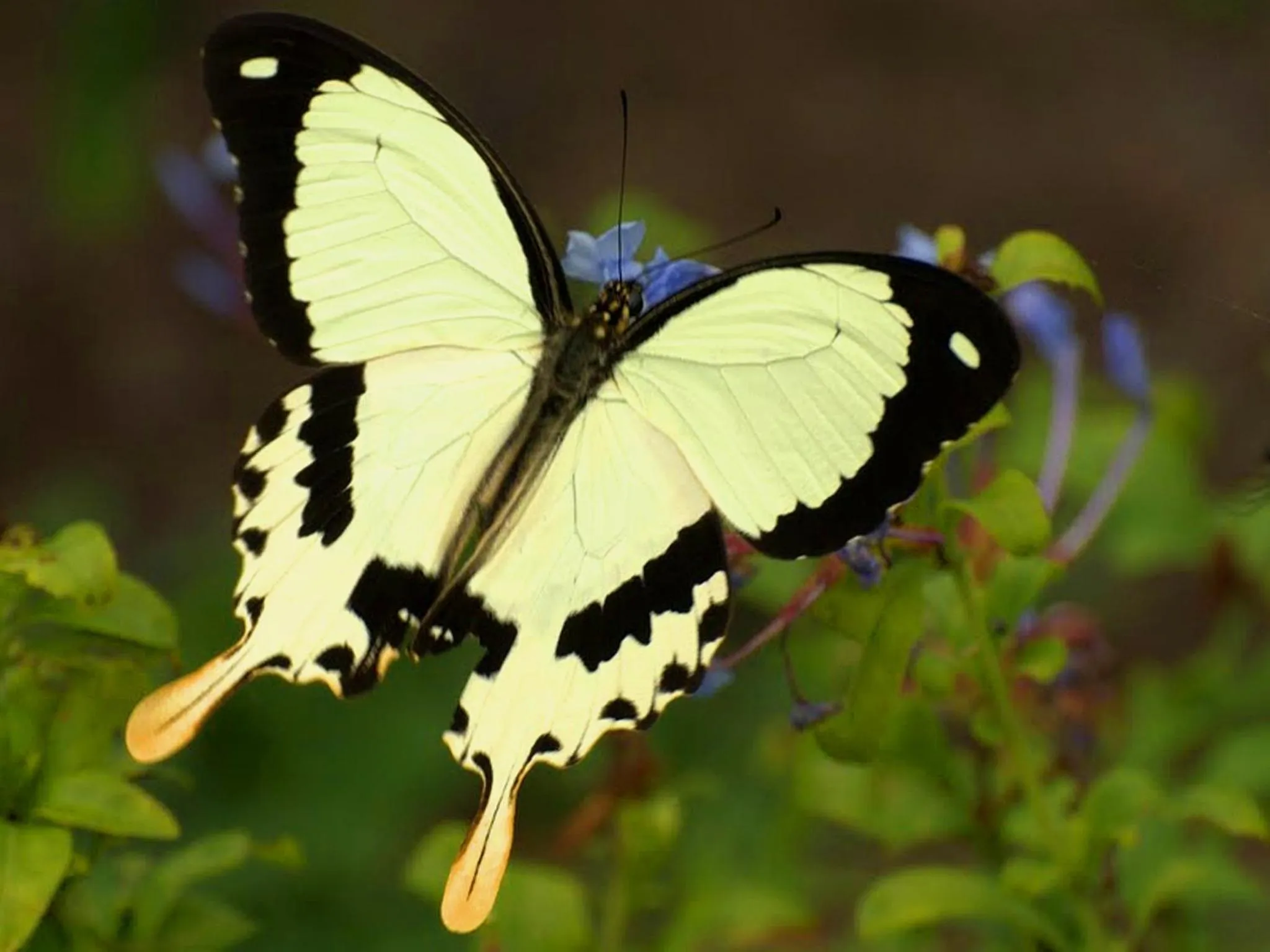 Garden in Forest Edge