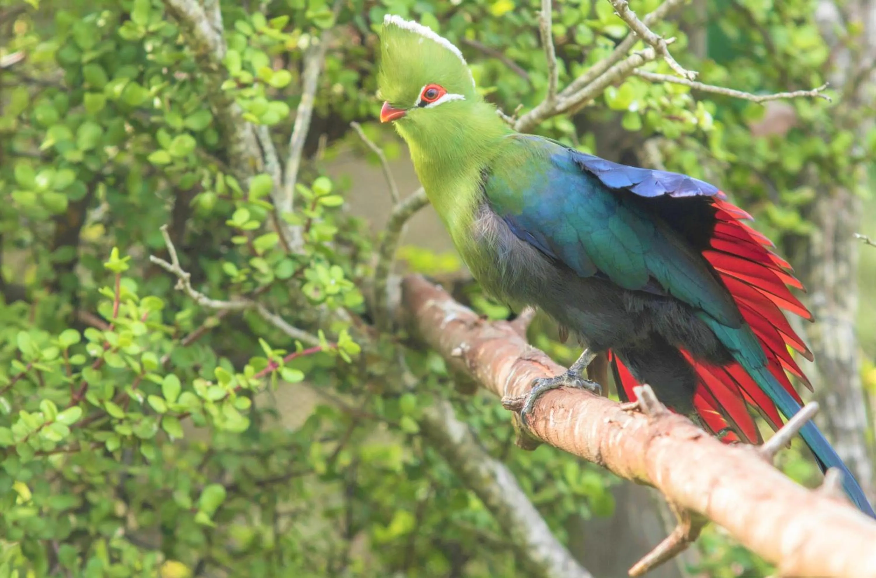 Landmark view in Forest Edge