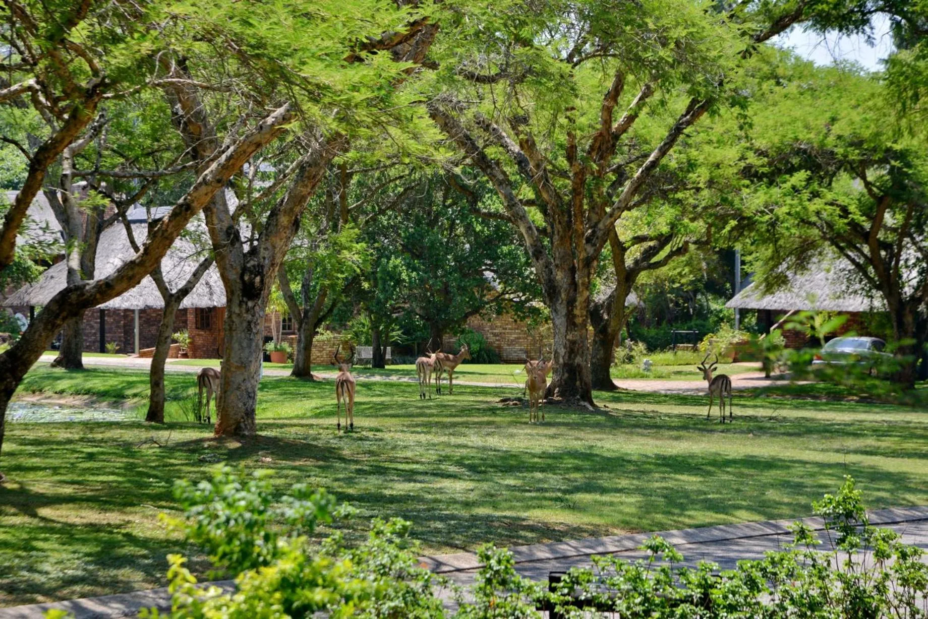 Natural landscape in Cambalala - Luxury Units - in Kruger Park Lodge - Serviced Daily, Free Wi-Fi