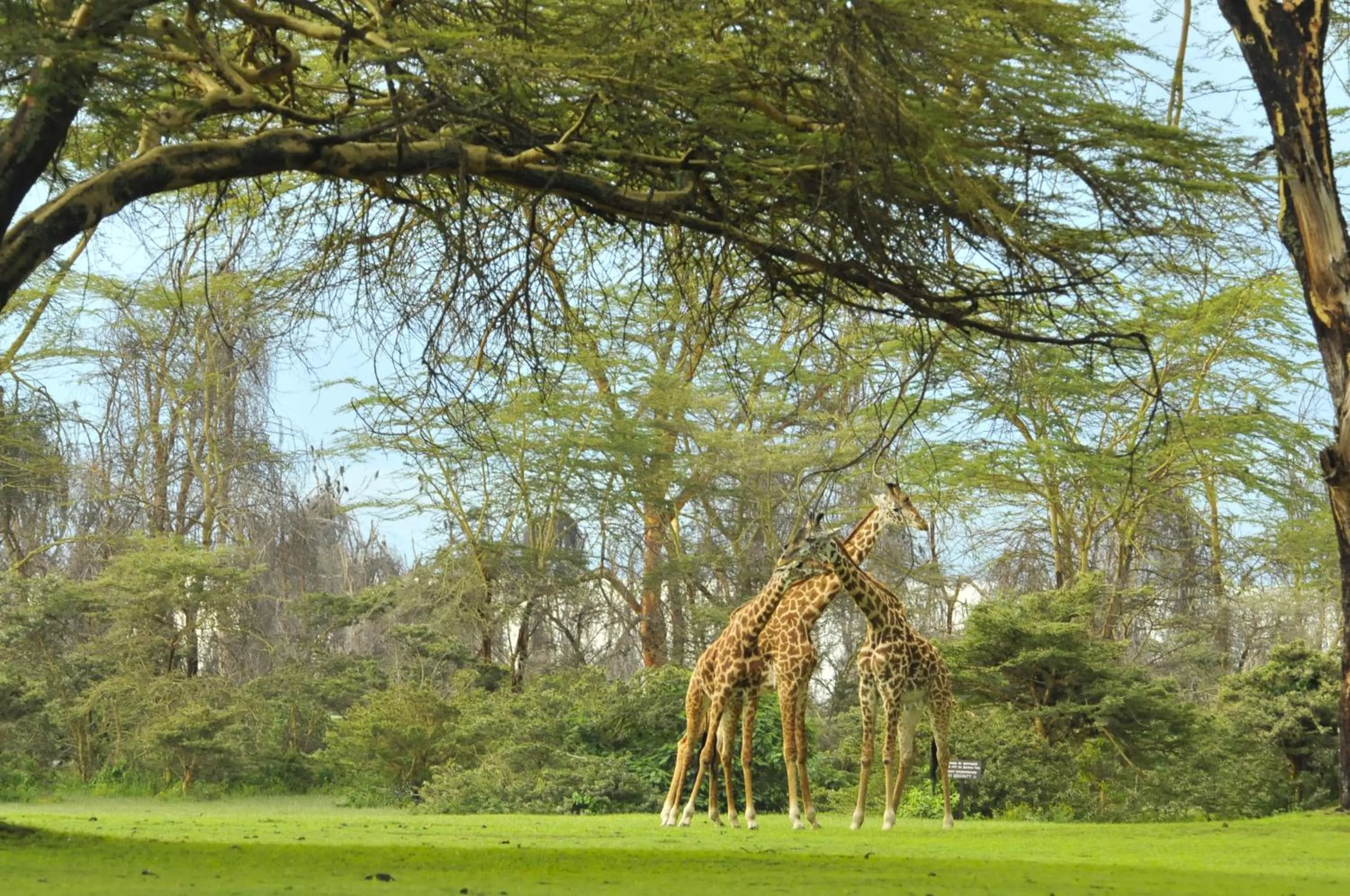 Animals in Lake Naivasha Sopa Resort