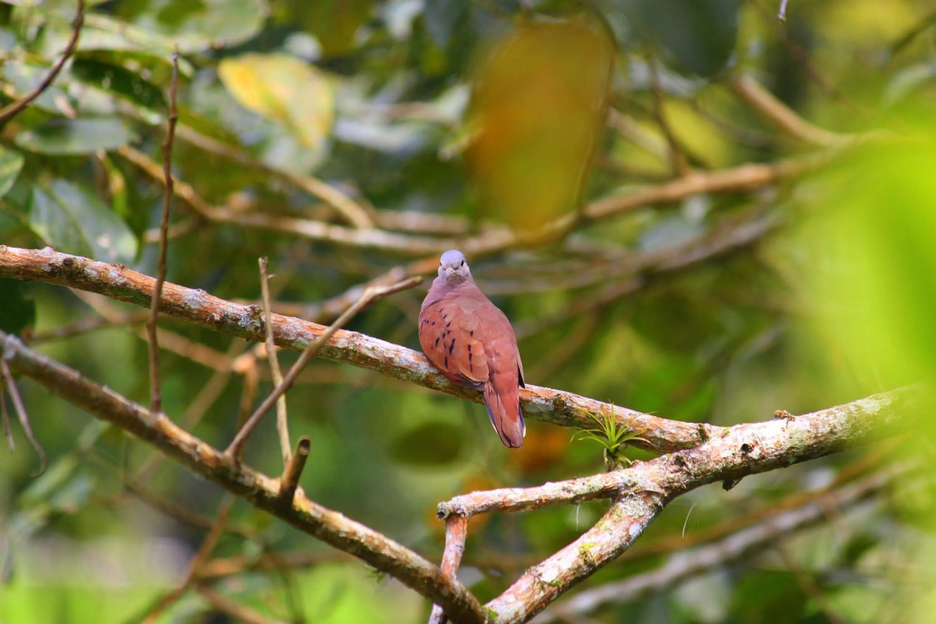 Garden in Hotel Secreto La Fortuna