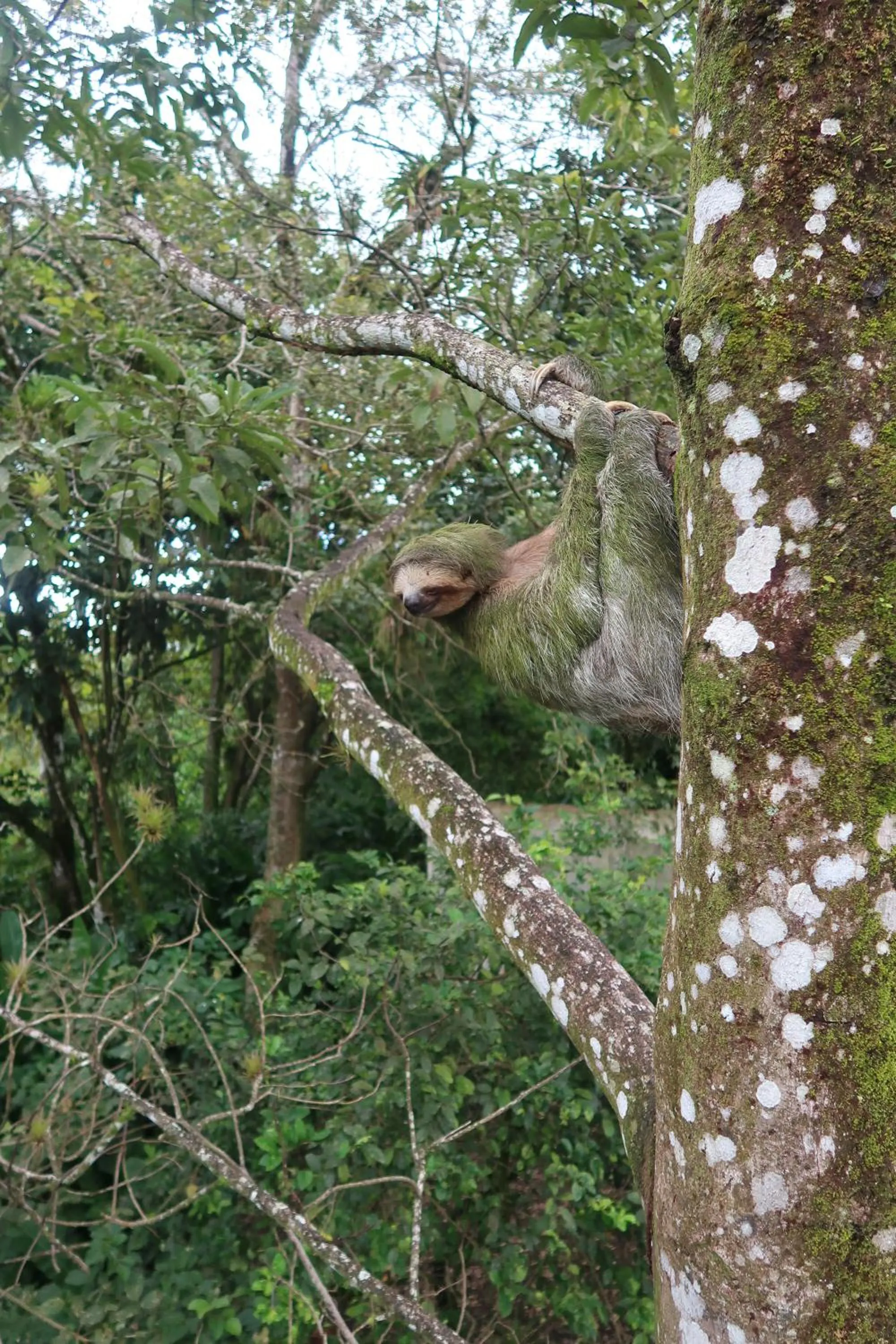 Animals in Hotel Secreto La Fortuna