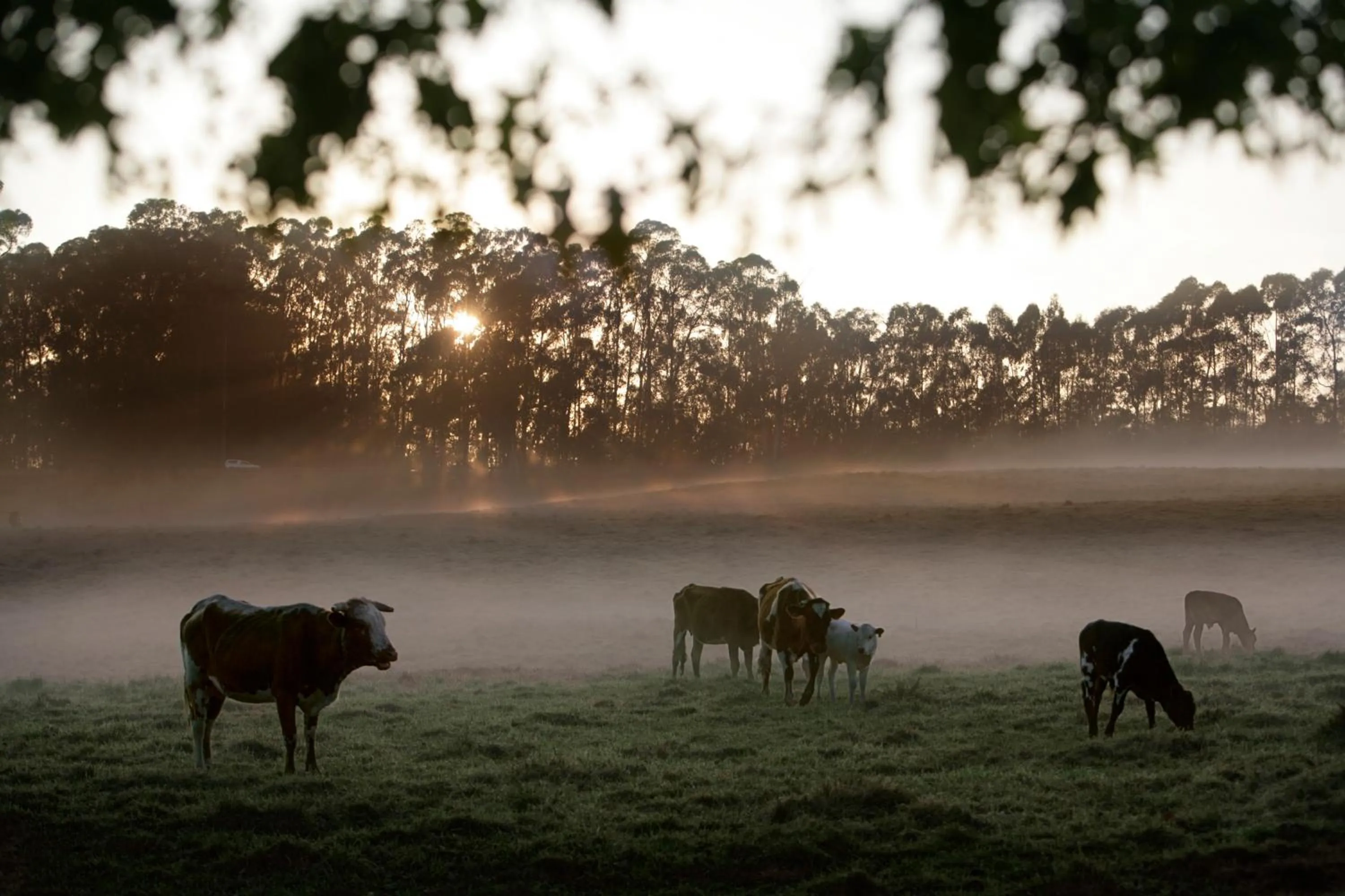 View (from property/room) in Fordoun Hotel and Spa