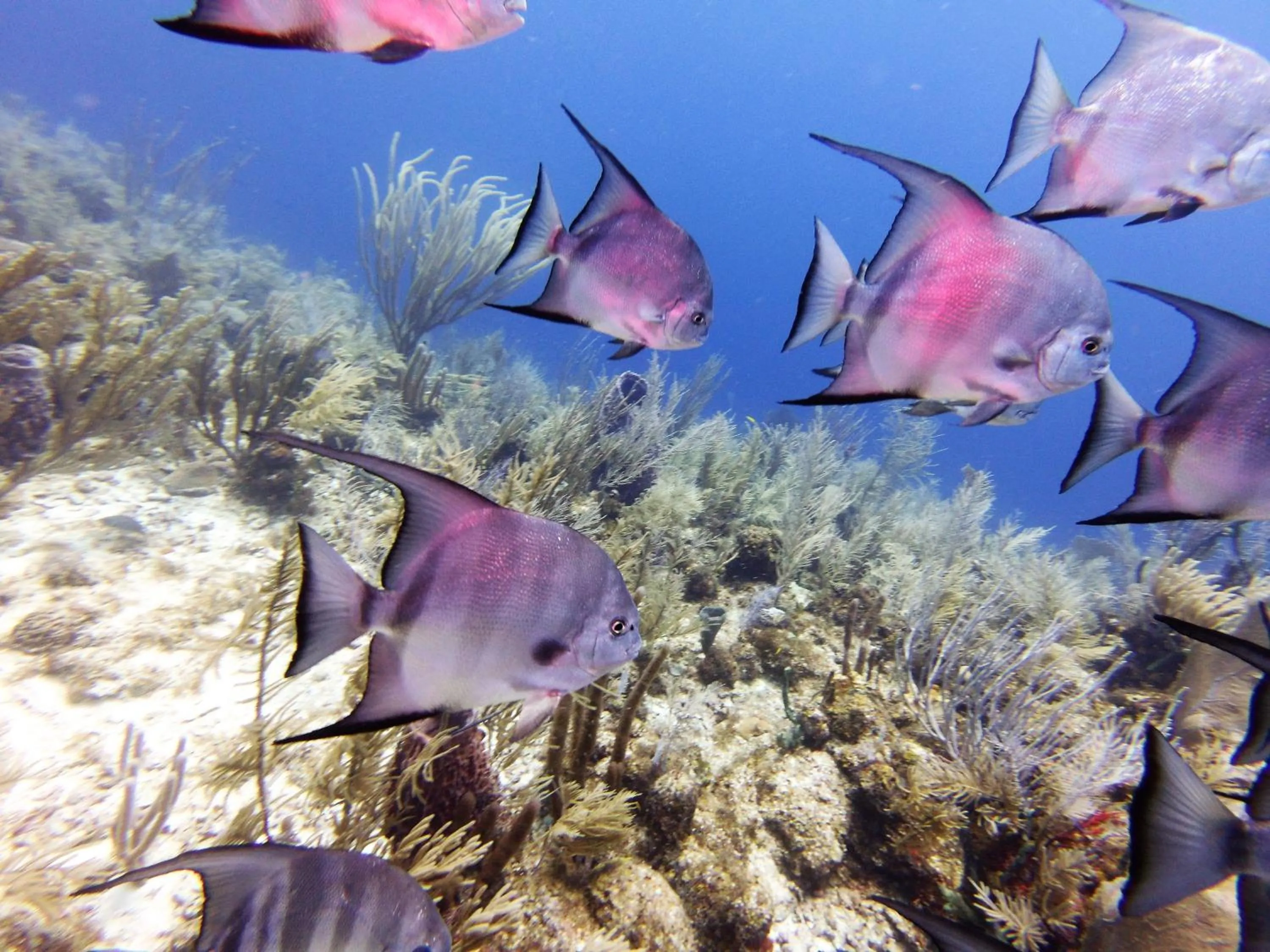 Diving in Maya Beach Hotel