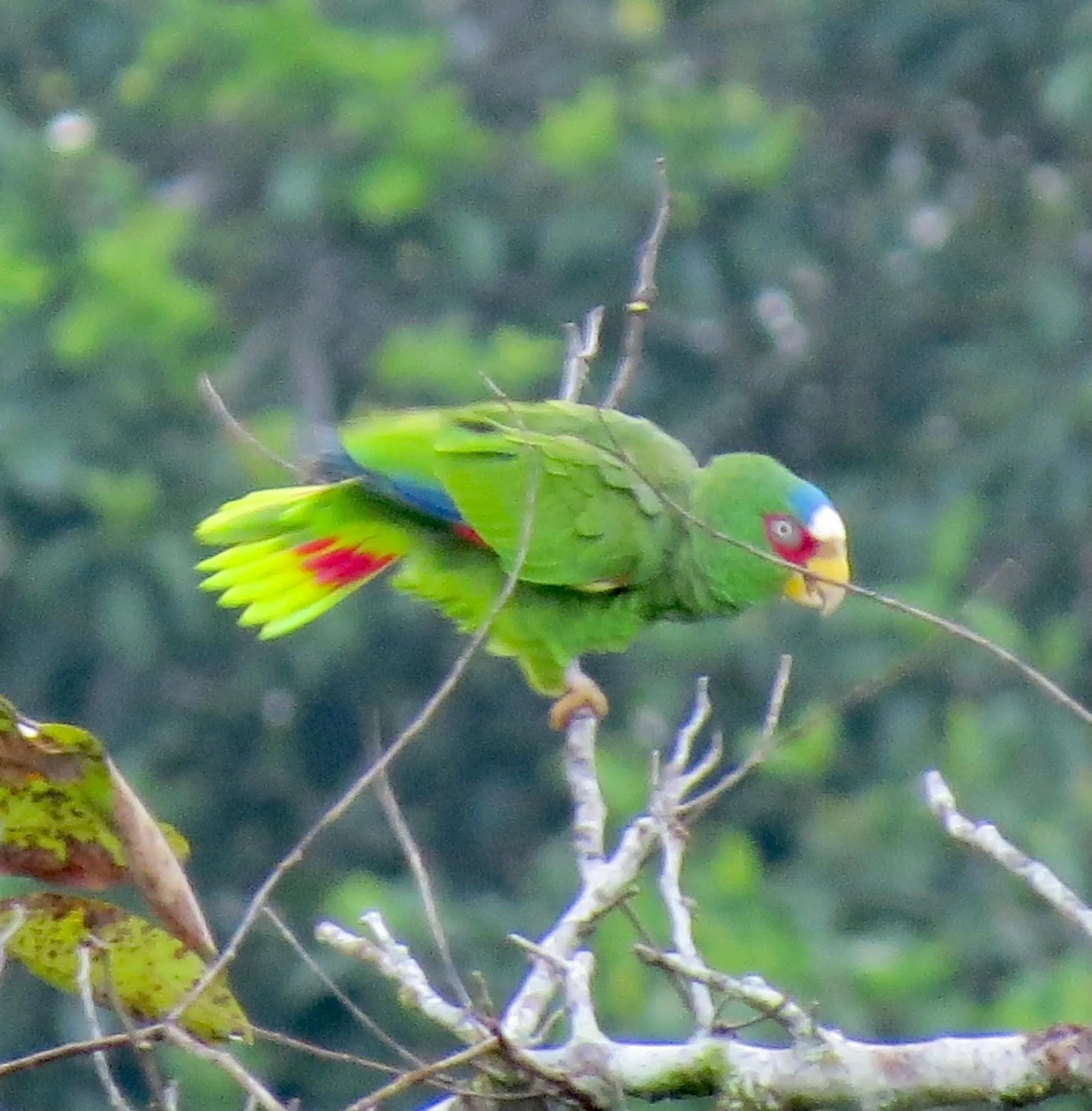 Animals in Gumbo Limbo Jungle Resort