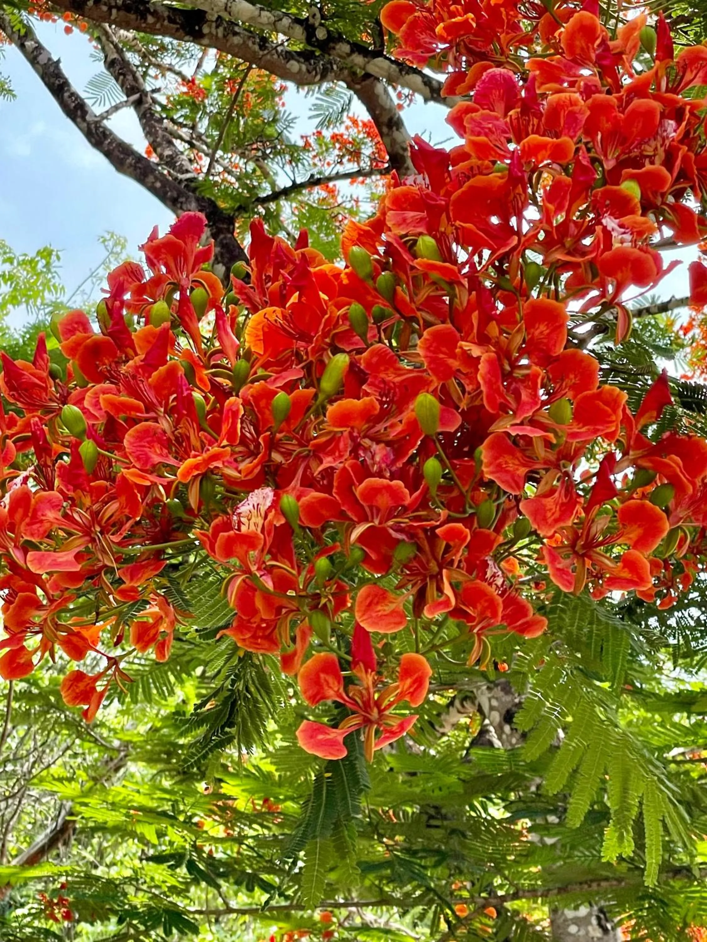 Garden in Gumbo Limbo Jungle Resort