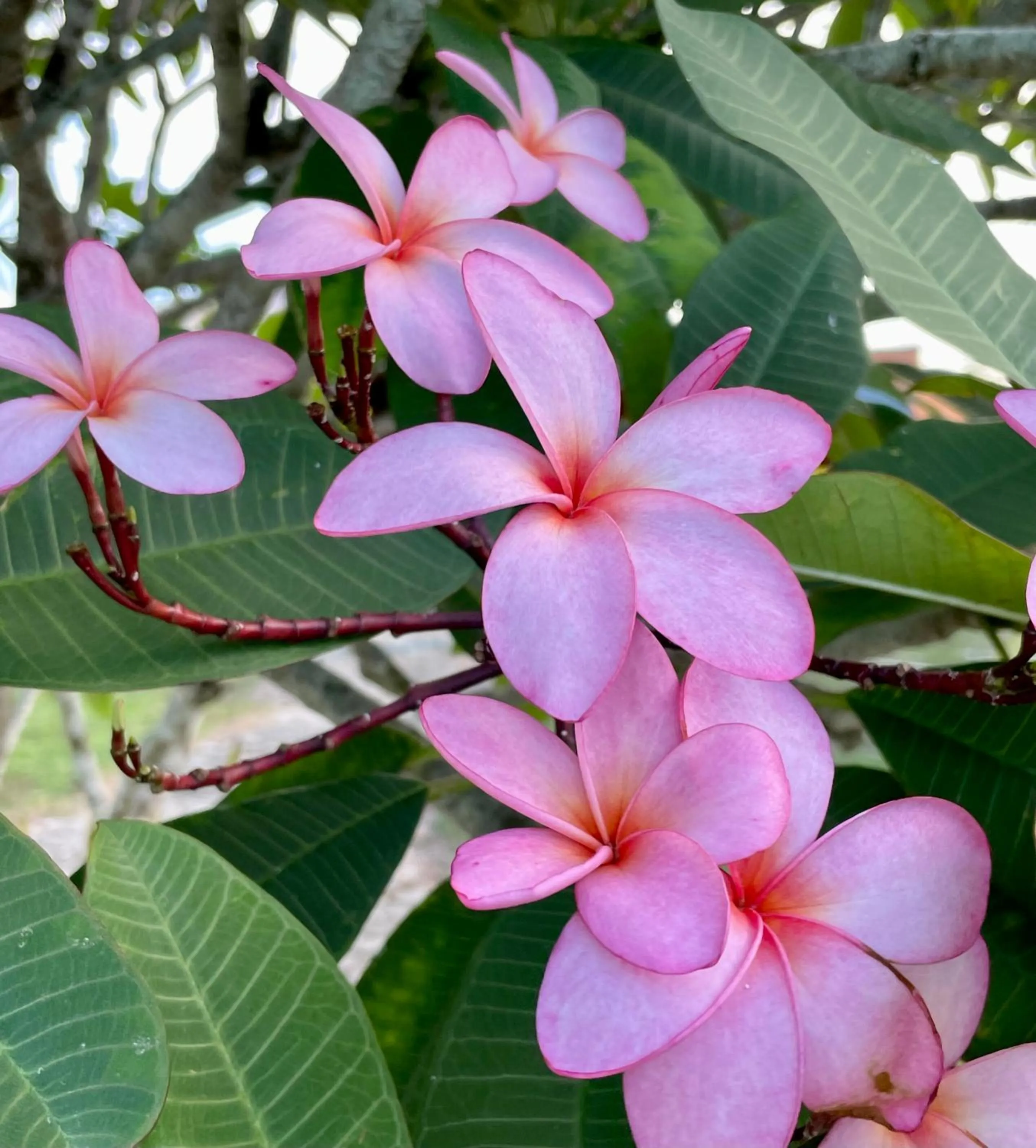 Garden in Gumbo Limbo Jungle Resort