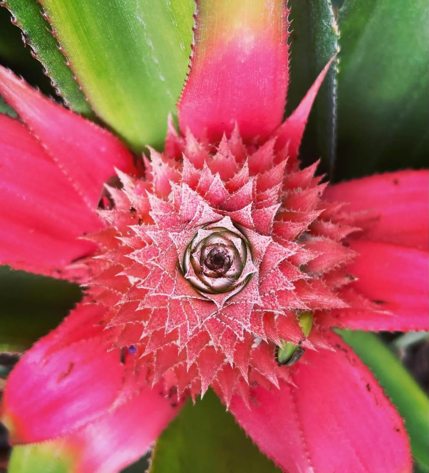 Garden in Gumbo Limbo Jungle Resort