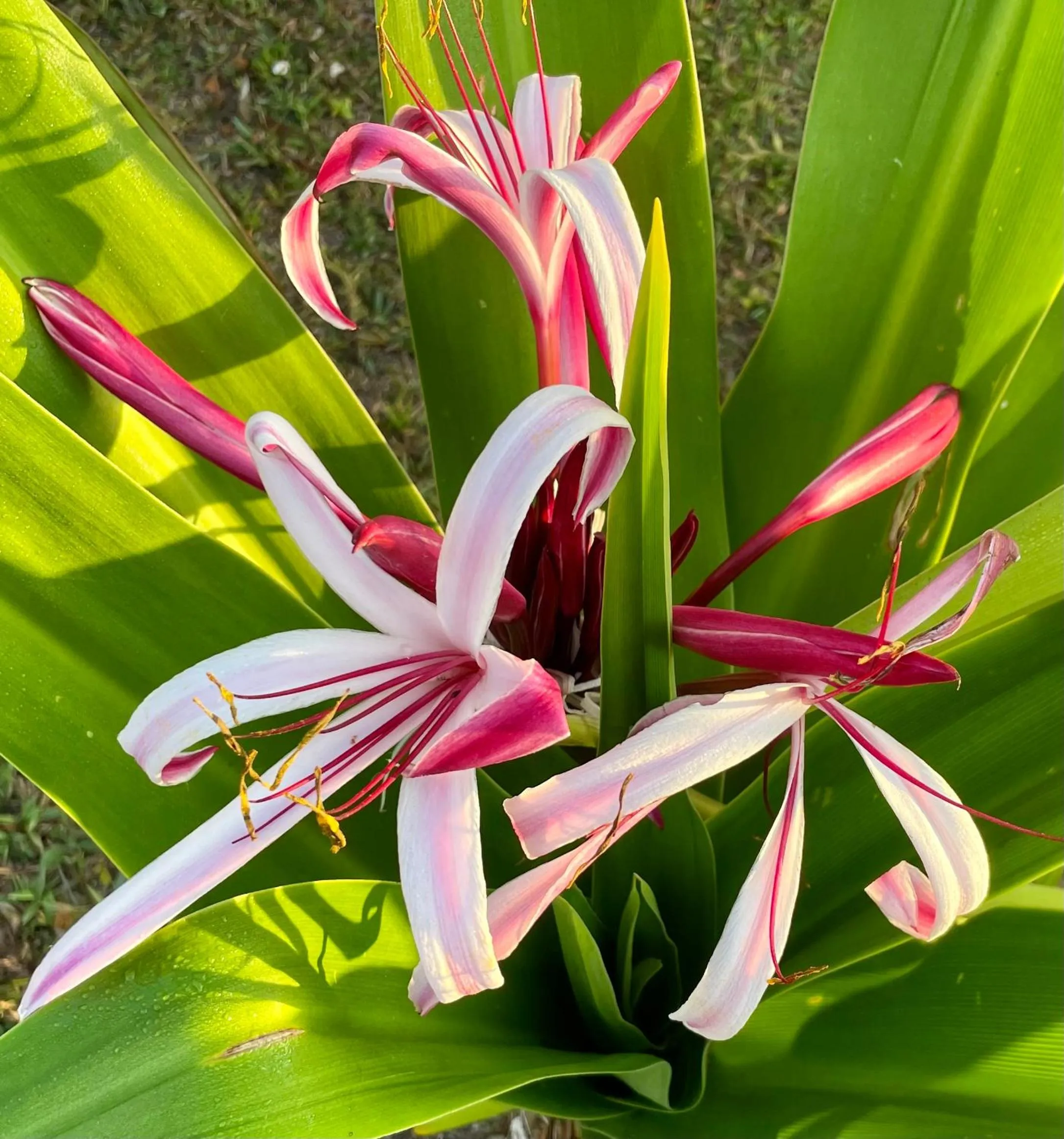 Garden in Gumbo Limbo Jungle Resort