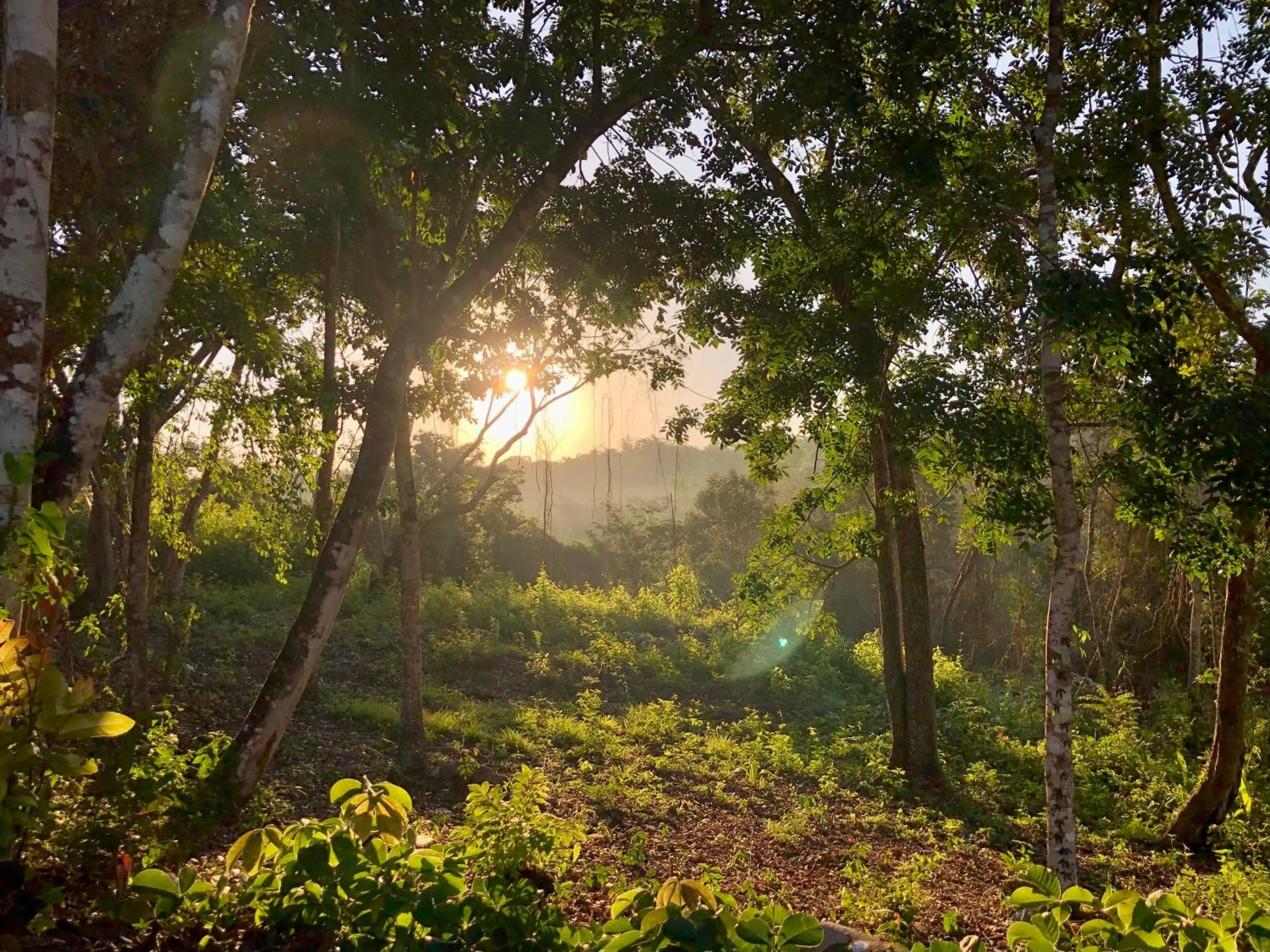 Natural landscape in Gumbo Limbo Jungle Resort