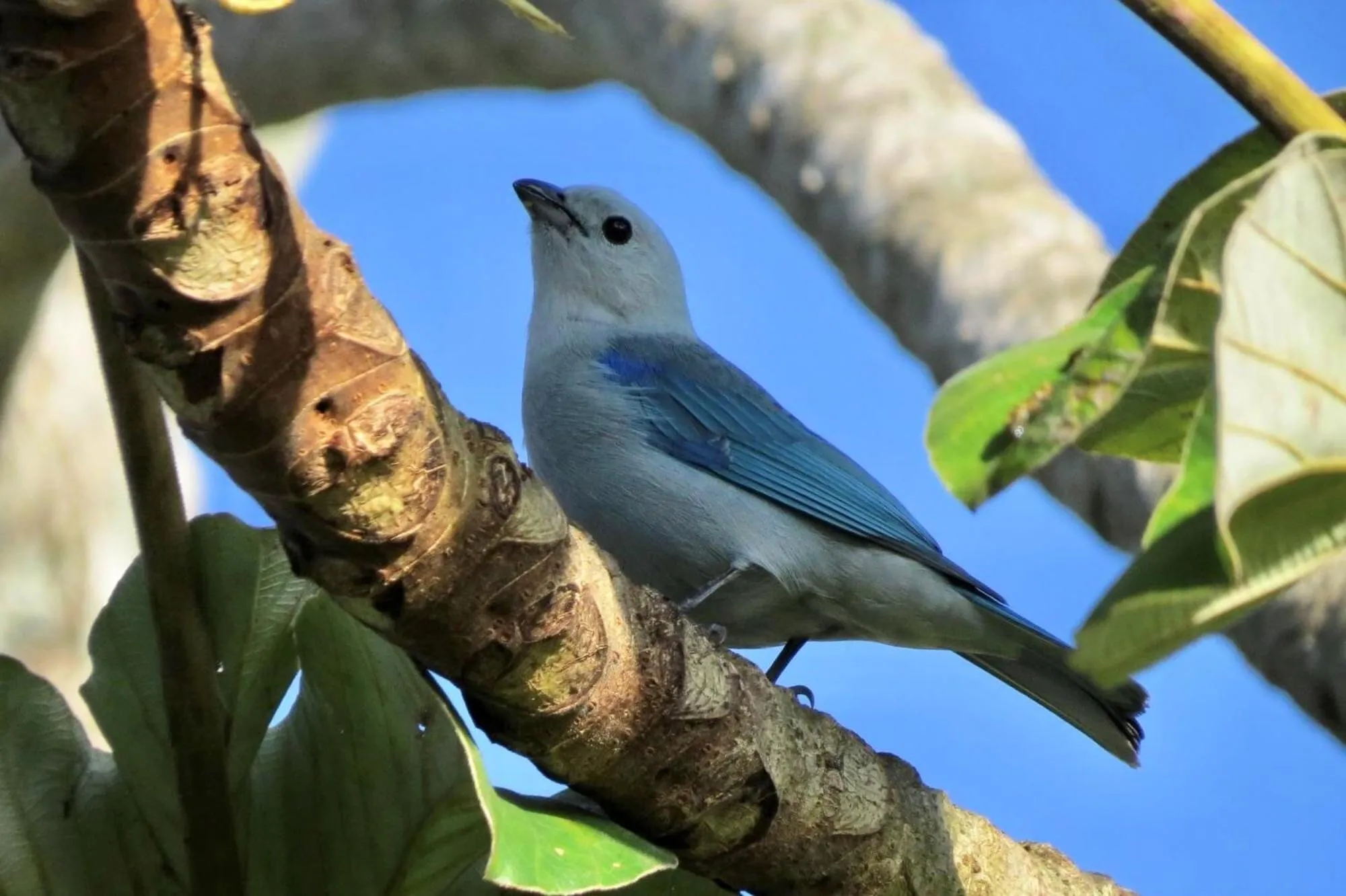Natural landscape in Gumbo Limbo Jungle Resort