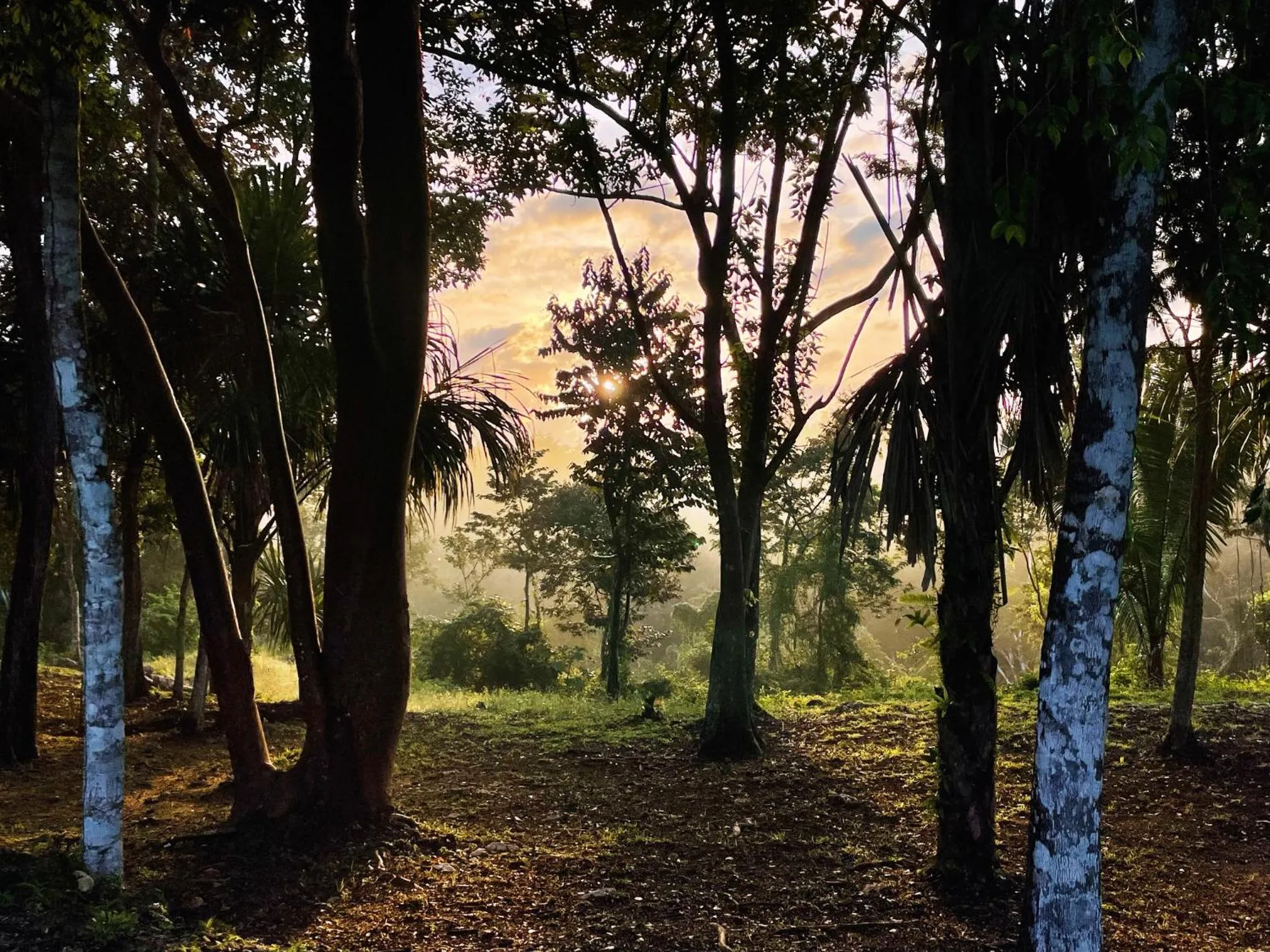 View (from property/room) in Gumbo Limbo Jungle Resort