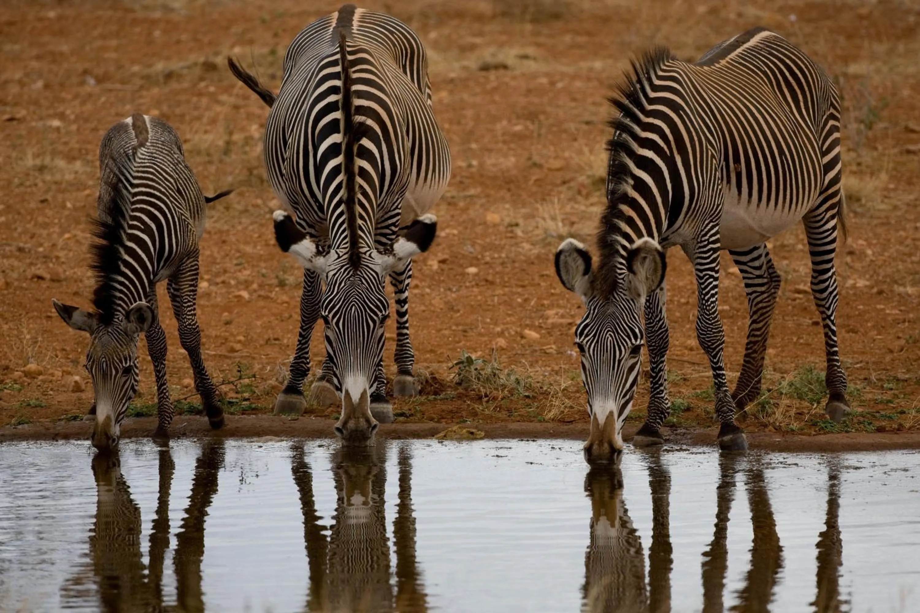 Animals in Samburu Sopa Lodge