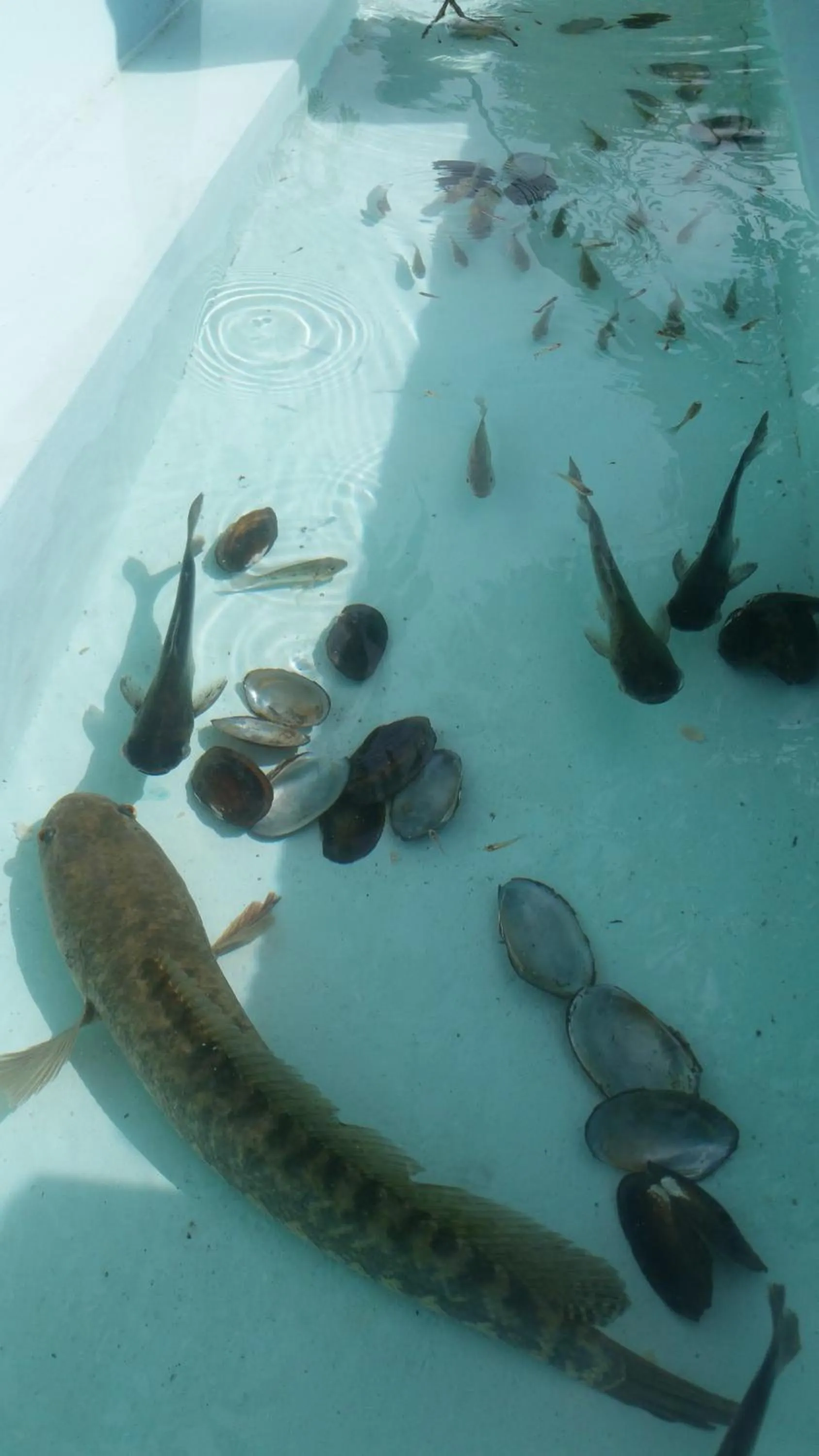 Miheen Hotel & Resort - Anuradhapura